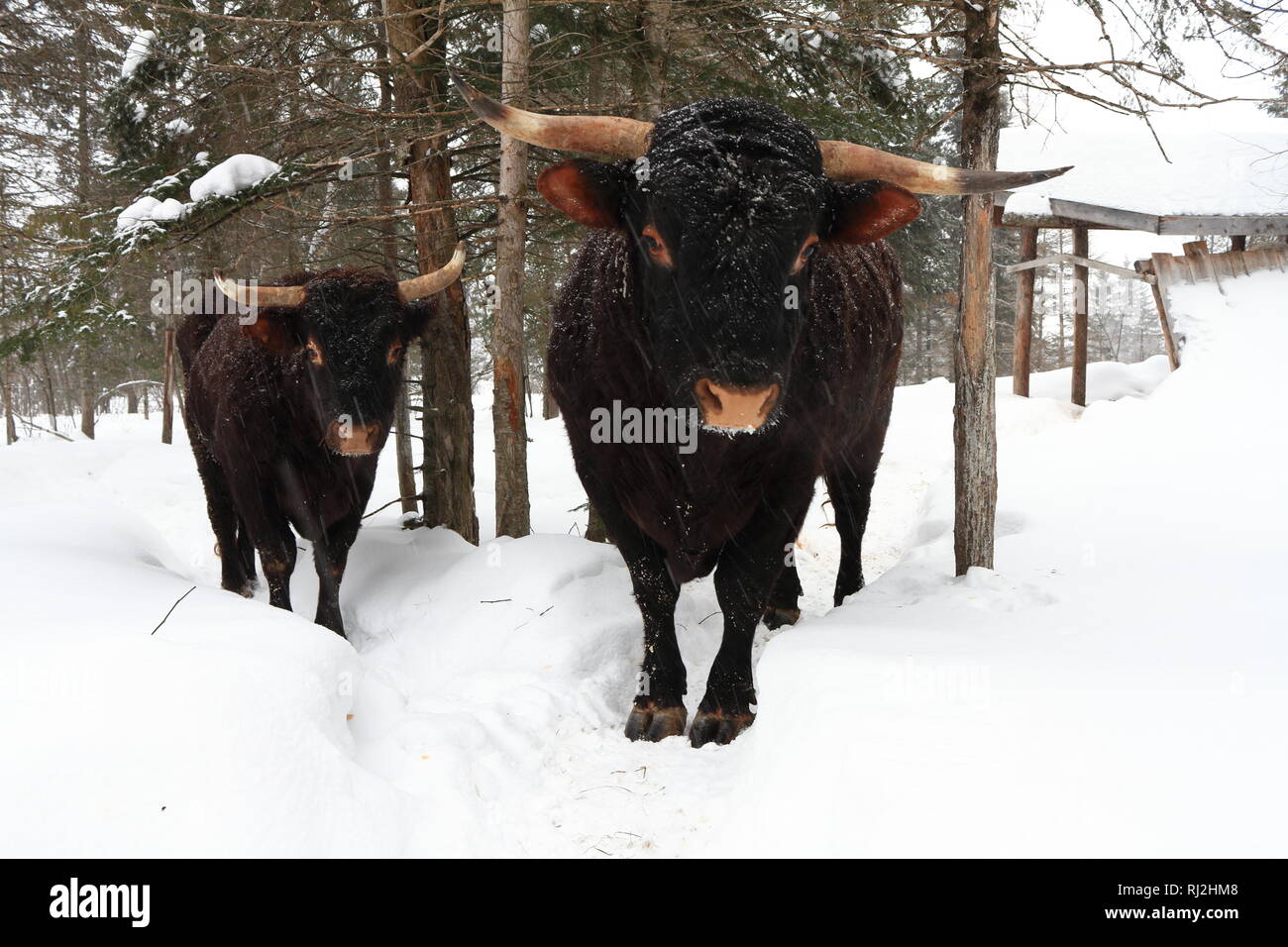 Quebec, Kanada. Ein paar der Saler Rinder stehen draußen im Schnee. Stockfoto