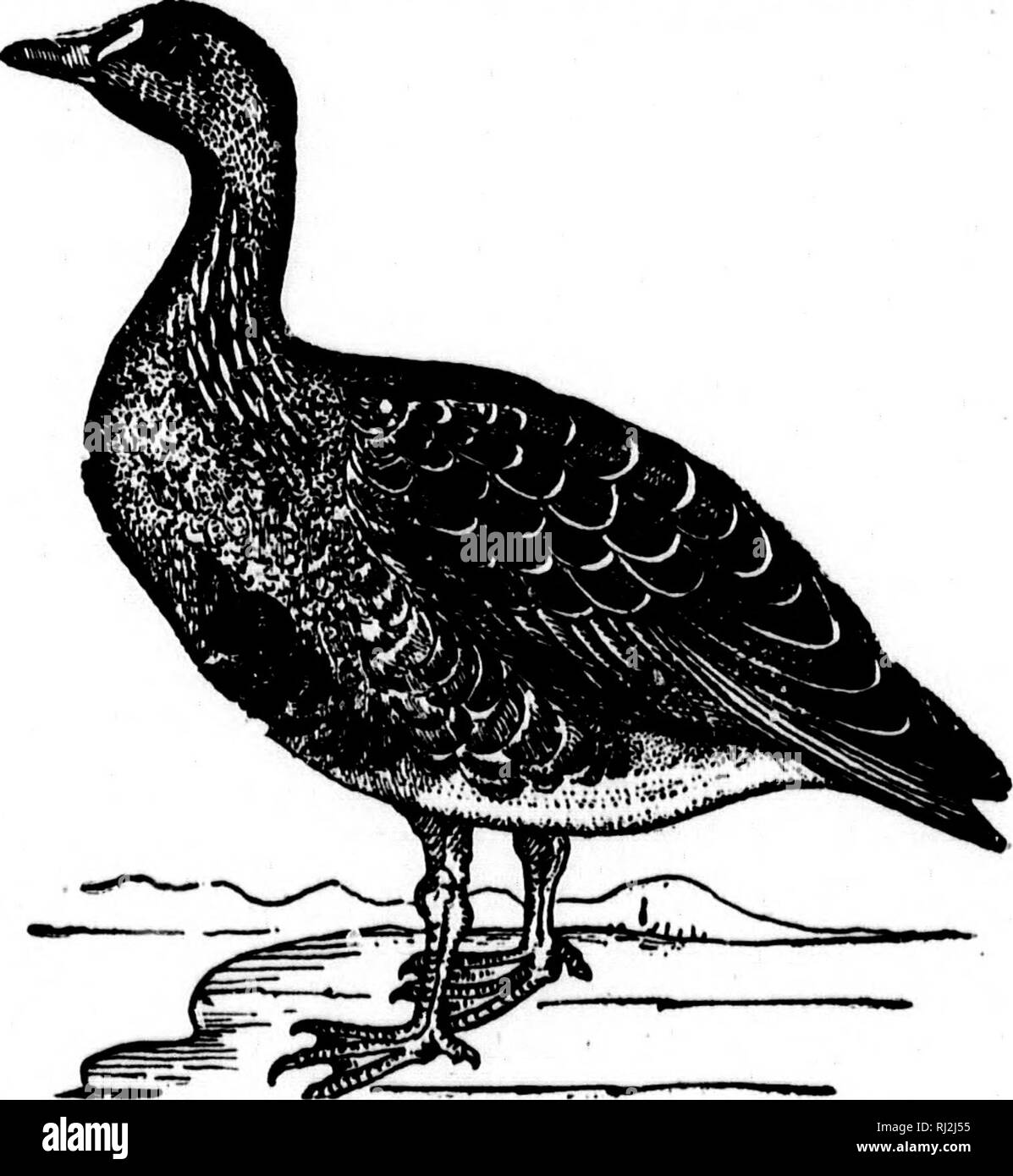 . Nester und Eier der nordamerikanische Vögel [microform]. Ornithologie; Vögel; Ornithologie; Oiseaux. Nordamerikanische Vögel. 97 170. Der BOSS ist Snow Goose. Chen Rossii (Cassin.) Geog. Dist.-Im Sommer arktischen Nordamerika, südwärts im Winter in Südkalifornien und ostwärts nach Montana. Es ist nichts bekannt von den Gewohnheiten, Nester und Eier Dieser Borealen Arten. Oft; ich [171.] white-fronted goose. Aiiser ulMfroHK (Gm.) Geog. Dist.-- nördliche Teile der östlichen Hemisphäre und Grönland. Die white-fronted goose der Alten Welt, die sehr eng respmbles der amerikanischen Arten, ist in seiner Migr verteilt Stockfoto