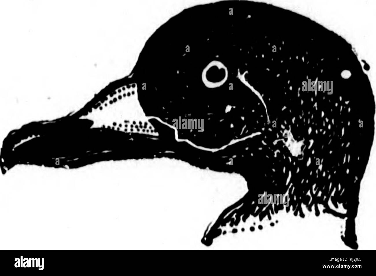 . Nester und Eier der nordamerikanische Vögel [microform]. Ornithologie; Vögel; Ornithologie; Oiseaux. 94 NBBT 8 UND 8 DER BQG, 1 ^"^^. 163. Amerikanische Scoter. Einige dieser Arten sind sagte in Labrador zu züchten, da sie in den nächsten Do-Haube von Sümpfen und Teich^ im Innenraum, gegen Mitternacht. In der Hudson Bay Region der amerikanischen Scoter Nester im Juni und Juli. Es hat auf Inseln an der Küste von Alaska und an der Mündung des Yukon im Juni gefunden. Die scoter Nester ähnlich der Sider, auf dem Boden, in der Nähe von Wasser; das verwendete Material grobes Gras, Federn und Daunen. Die Nester werden oft gut Isecr Stockfoto
