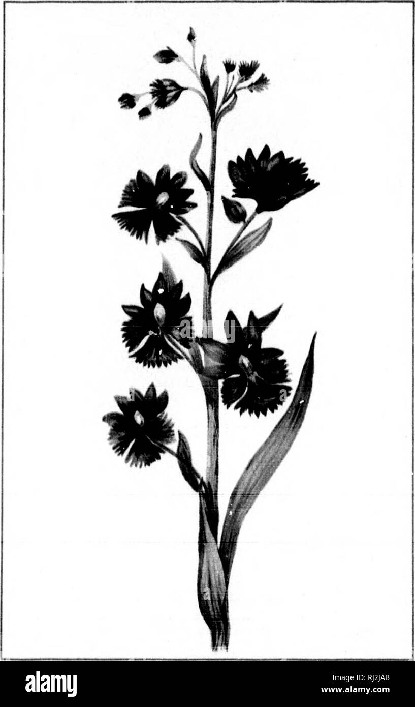 . Wilde Blumen von Kanada [microform]. Wilde Blumen; Blüten; Botanik; Fleurs sauvages; Fleurs; Botanique. - 101 - BLACK MEDICK. MEDICAOO LUPUUNA.. - 102 - Violett gesäumt ORCHIS. HABENARIA FIMBRIATA. Juli m'. Bitte beachten Sie, dass diese Bilder sind von der gescannten Seite Bilder, die digital für die Lesbarkeit verbessert haben mögen - Färbung und Aussehen dieser Abbildungen können nicht perfekt dem Original ähneln. extrahiert. Iles, George, 1852-1942. Montreal: Montreal Stern Stockfoto