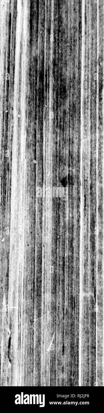 . Reisen durch die inneren Teile von Nordamerika in den Jahren 1766, 1767 und 1768 [microform]. Indianer Nordamerikas; Biologie; Zoologie; Indiens; Biologie; Zoologie. [Ipo] Er weitere obferves, dass wilde Perlen einen kostenlosen paflage auf dem Land gefunden haben können; und dass wir, wenn wir uns nicht mit horfes oder Vieh (zu denen er hinzugefügt haben Elefanten, Kamele, Nashorn, und beafts vieler anderer Arten) ist Es becaufe thofe Heiden, dahin pafled treffen, waren entweder nicht mit Ihren ufe kennen, oder hatte keine Bequemlichkeit zu transportieren. In total viele Nationen, andere als Th zugelassen sind ausgeschlossen Stockfoto