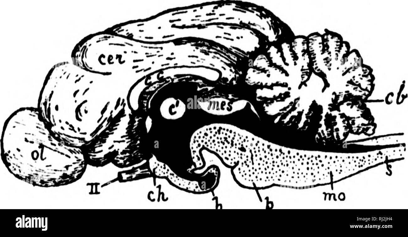 . Eine Einführung in die Zoologie [microform]: Für die Nutzung der Hohen Schulen. Zoologie; Zoologie. Ich ich!|:.: J ML III 152 HIGH SCHOOL ZOOLOGIE. Bereits im Kleinhirn der Vogel einen ähnlichen Plan für die Aufnahme von einem Largo sorface der grauen Substanz in einem conipara relativ kleinen Raum, und der Katze Kleinhirn stellt auch die charakteristischen "Arbor vitae" gesehen. Die zerebrale henii-si) heres sind nicht unabhängig von einander, für die, abgesehen von einigen quer Bündel von Fasern in den unteren Klassen vorhanden, gibt es", i.e. auch zwischen Fi" gebildet. 103.- Median lon^ tudinal Abschnitt Stockfoto