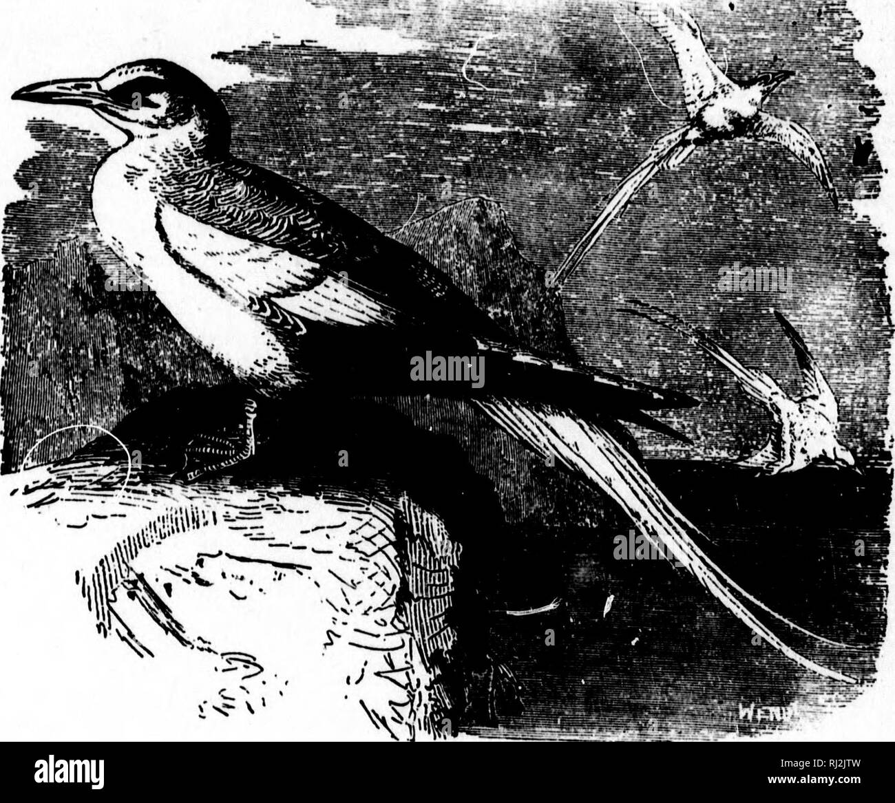 . Nester und Eier der nordamerikanische Vögel [microform]. Ornithologie; Vögel; Ornithologie; Oiseaux. • So NESTER UND EOOS VON '^0^^. Ich. 113. Rbd-billbd Tropic Bird (Prom Brebni) -, die Red-billed Tropic Bird findet entlang der Pazifikküste von Südamerika, in der Karibik und im Norden bis Kap St. Lucas. In einem Fall ist es sagte tj Neufundland straggled zu haben. Rassen auf den verschiedenen Inseln vor der Küste von Mexiko. Seine Zucht Gewohnheiten haben, wie die der Gelb-billed Arten. Die Eier sind cremig-weiß mit einem violetten Farbton, gekennzeichnet mit feinen Punkten von Kastanien-braun. Die Größen Stockfoto