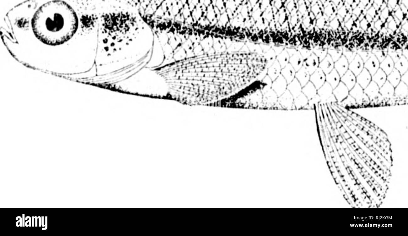 . Die Fische aus Nord- und Mittelamerika [microform]: Ein beschreibender Katalog der Fischarten - wie Wirbeltiere in den Gewässern der Nordamerika gefunden, nördlich des Isthmus von Panama. Fische, Fische, Poissons; Poissons. ihi us NATIONAL MUSEUM Bulletin Nr. 47, PL. XLIV. 4%. Â x3//. /V/7. 108. Bitte beachten Sie, dass diese Bilder sind von der gescannten Seite Bilder, die digital für die Lesbarkeit verbessert haben mögen - Färbung und Aussehen dieser Abbildungen können nicht perfekt dem Original ähneln. extrahiert. Jordan, David Starr, 1851-1931; Evermann, Barton Warren, 1853-1932. Washington Stockfoto