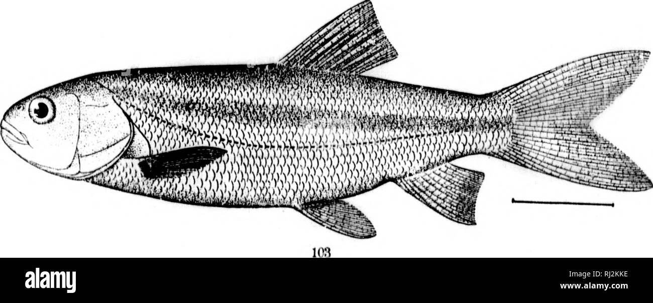 . Die Fische aus Nord- und Mittelamerika [microform]: Ein beschreibender Katalog der Fischarten - wie Wirbeltiere in den Gewässern der Nordamerika gefunden, nördlich des Isthmus von Panama. Fische, Fische, Poissons; Poissons. ^2. I I', wenn &gt; t] 101. Pty (riocHEif. rs onKc. oxRxsis. (S. '2' 2l.)&lt;] ai^s^'^'*t 102. LEiTi 'iscrs iticoi. oH. (T. 232.)/103. Leuciscus LlNKAXrS. (S. 232.). ,! Rj;^!.-,.,.-,-/^- - T - T ¢^E ^-^^^w^^t^^^^^^ | y^Â" p^^-wM Â"^^ Â" w^^.. Bitte beachten Sie, dass diese Bilder aus gescannten Seite Bilder, die digital für die Lesbarkeit verbessert haben mögen - Färbung und extrahiert werden Stockfoto