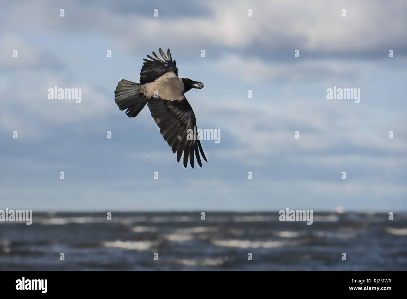 Flying Nebelkrähe mit einem mussel Shell in einem Schnabel Stockfoto