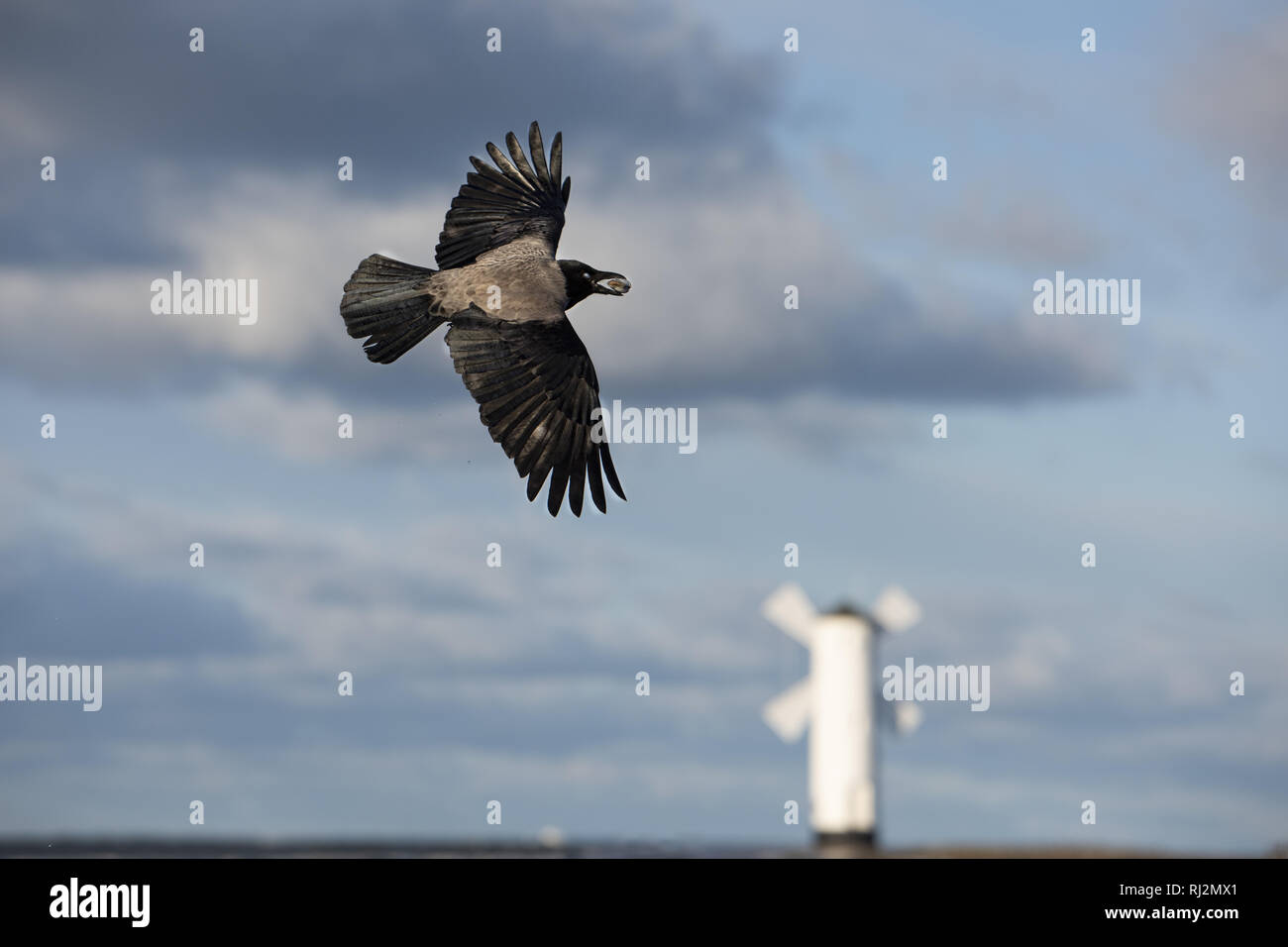 Flying Nebelkrähe mit einem mussel Shell in einem Schnabel Stockfoto