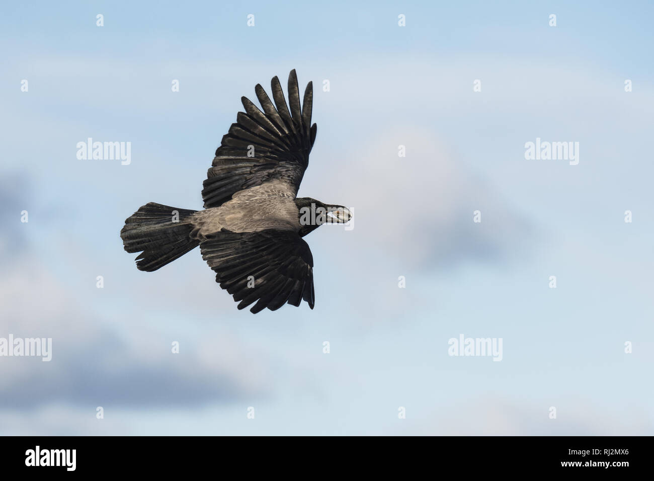 Flying Nebelkrähe mit einem mussel Shell in einem Schnabel Stockfoto