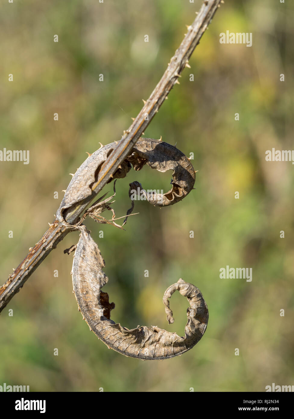Eine Nahaufnahme Detailansicht einer getrockneten Trocknen karde Blätter im Herbst UK Feld mit Blatt um Stammzellen gewickelt Stockfoto