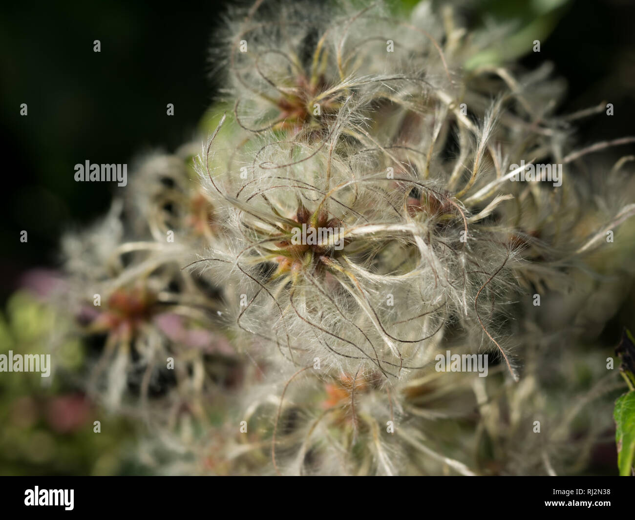 Eine Nahaufnahme Nahaufnahme Detail Makro full frame von Bart flauschig behaart Blüte Clematic Vitalba Old Man's Blumen Stockfoto