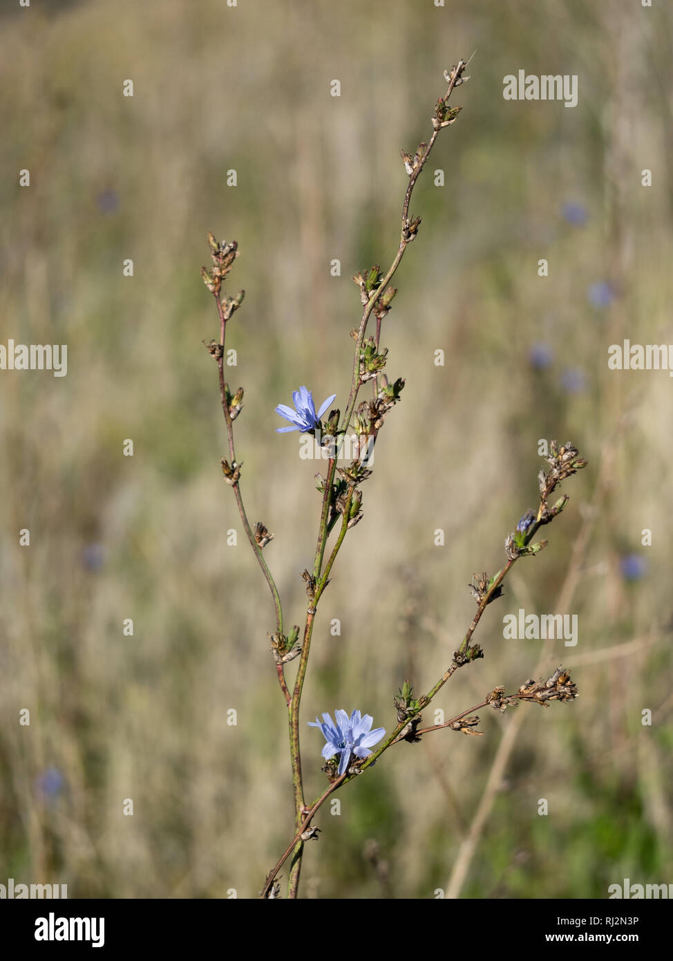 Eine Blaue Wegwarte Cichorium intybus Feld Blumen auf einem Woody-distribution Stammzellen gegen ein Stroh farbig Farbiges Feld Hintergrund full frame Stockfoto