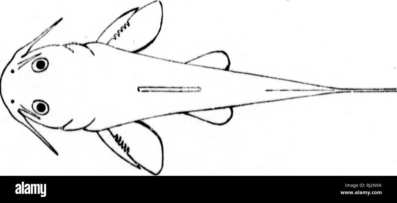 . Beiträge zu Nordamerikanischen Ichthyology [microform]: in erster Linie auf die Sammlungen der United States National Museum. Ichthyology; Fische, frisch-Wasser; Fische; Ichtyologie, Poissons d'eau Douce; Poissons. Brust Wirbelsäule, 3 Diam. Abb. 60 Xoturng tnlurns Jordan. Weiß R., Infl. Nat. bb. c. Fni. 01 - Ntturus luiurus Jordan. Während li., Ind. Kat. aUe von tjrpe.. Bitte beachten Sie, dass diese Bilder sind von der gescannten Seite Bilder, die digital für die Lesbarkeit verbessert haben mögen - Färbung und Aussehen dieser Abbildungen können nicht perfekt dem Original ähneln. extrahiert. Jordanien Stockfoto