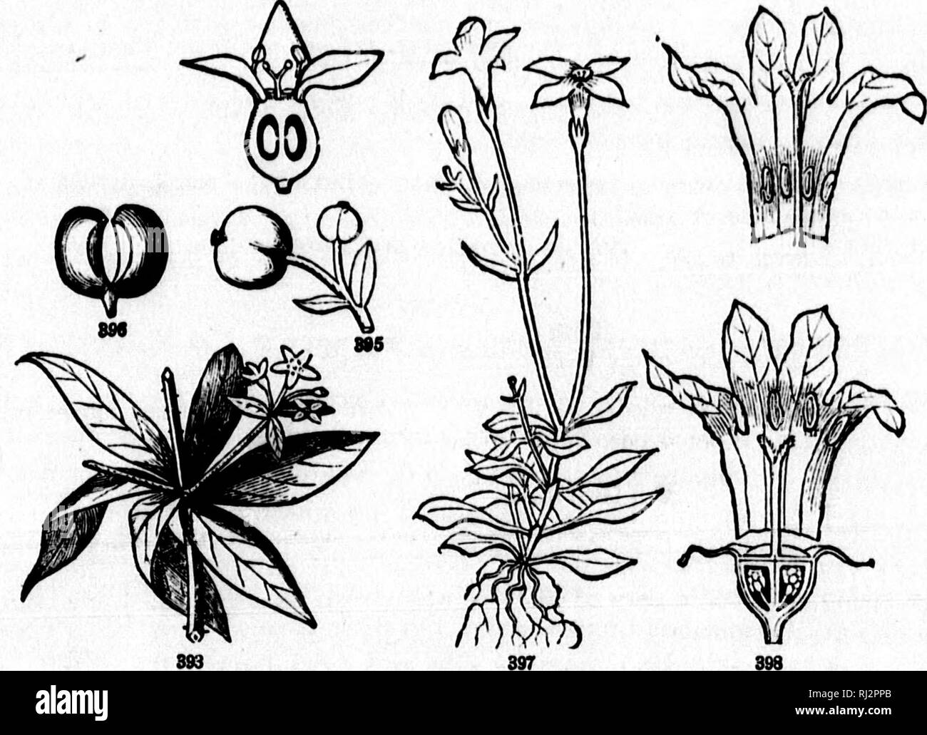 . Wie Pflanzen wachsen [microform]: Eine einfache Einführung in die strukturelle Botanik: Mit einem beliebten Flora, oder eine Vereinbarung Beschreibung der gemeinsamen Anlagen und, Wild- und Kulturpflanzen: Durch 500 Holzstichen illustriert. Botanik; Botanique. Beliebte Flora. 1 G 3 2. Süße V. oder Siieep - berrt. Blätter eiförmig, spitz, sehr scharf gesägt, auf langen und niargnoil footstalks; cymes sessile; Obst eher groß, Essbar. Ein kleiner Baum. W Ltntayo. 8. Black-Haw V. Blätter oval, stumpf, glänzend; sonst wie Nr. 2. S. und W. V. pruulfulittm. 4. Arkow - Holz V. Blätter round-eiförmig, grob gezahnten, stark mit s gekennzeichnet Stockfoto