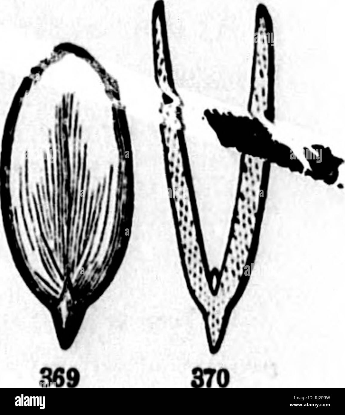 . Wie Pflanzen wachsen [microform]: Eine einfache Einführung in die strukturelle Botanik: Mit einem beliebten Flora, oder eine Vereinbarung Beschreibung der gemeinsamen Anlagen und, Wild- und Kulturpflanzen: Durch 500 Holzstichen illustriert. Botanik; Botanique. 38. GOUED FAMILIE. Um CUCCRBITACE ^E. Saftige und zarte Kräuter, mit alternativen und Strahlen-Geäderte Blätter und Ranken. Blumen allgemein mo-noecious, in den Achseln. Fruchtbare Blumen mit dem Rohr der Kelch mit den Eierstock. Blütenblätter oft mit anderen in eine eacii monopetalous Corolla und United mit oder auf den Kelch der Kelch getragen. St? mens ge Stockfoto