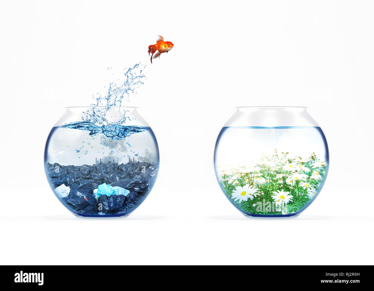 Verbesserung und beweglichen Konzept mit ein Goldfisch springen von einem schmutzigen Aquarium zu einem sauberen Ein Stockfoto