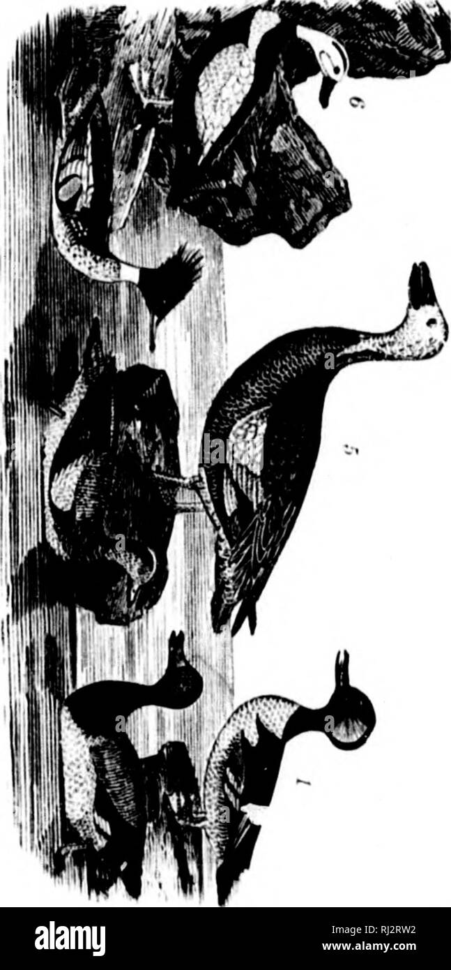 . Amerikanische Ornithologie, oder, die Naturgeschichte der Vögel von den Vereinigten Staaten [microform]. Wilson, Alexander, 1766-1813; Wilson, Alexander, 1766-1813; Vögel; Oiseaux. t-I r 1 ... "Ich bin ich.-r'. Bitte beachten Sie, dass diese Bilder sind von der gescannten Seite Bilder, die digital für die Lesbarkeit verbessert haben mögen - Färbung und Aussehen dieser Abbildungen können nicht perfekt dem Original ähneln. extrahiert. Wilson, Alexander, 1766-1813; Canino, Charles Lucien Jules Laurent Bonaparte, Prinz de. Philadelphia: Porter&amp; Coates Stockfoto