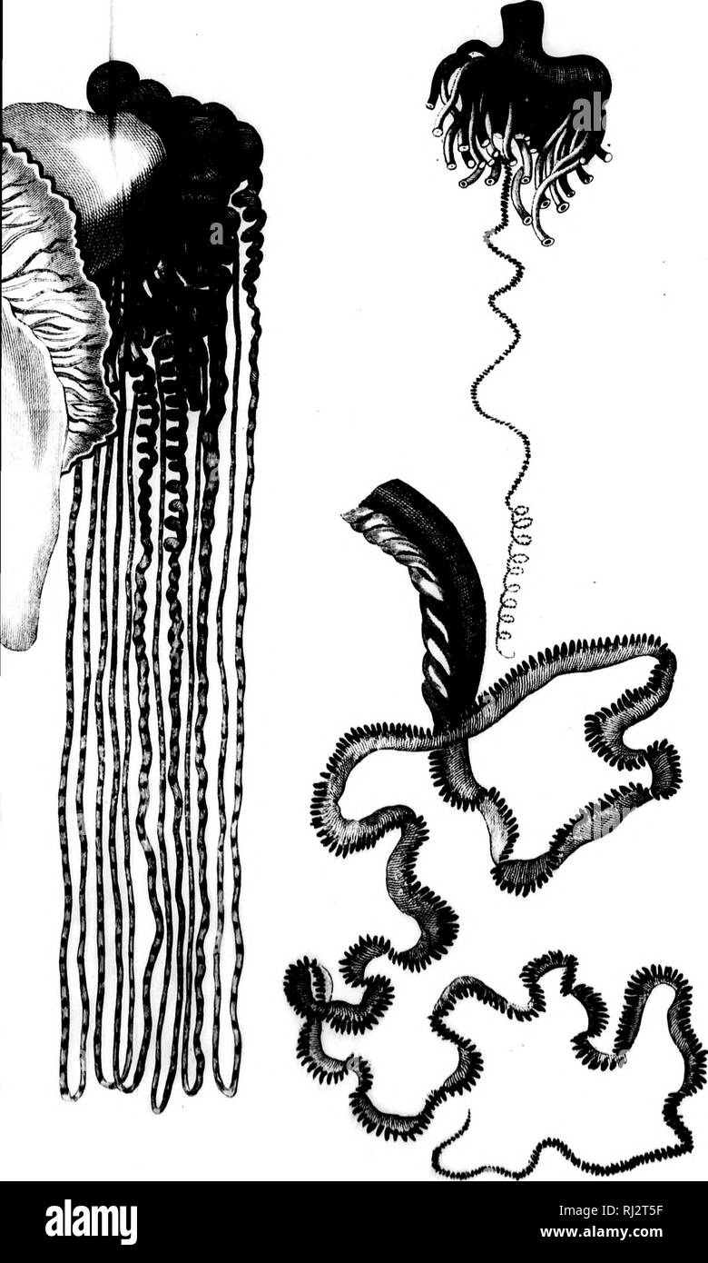 . Reize om de Wereld gedaan in de Jaren 1803, 1804, 1805 en 1806 [microform]: op Kegelrad van Alexander den eersten Keizer van Rusland. Reisen rund um die Welt; Seeleute; Navigation; Naturgeschichte; Voyages Autour du Monde; Marins; Navigation; Baron. / "Wenn/'Y/'&lt; (fzr/IA&lt;/A/Af r^n/(/{ •'." • Vtfi&lt; nt. tr 'j' Attf.. Bitte beachten Sie, dass diese Bilder sind von der gescannten Seite Bilder, die digital für die Lesbarkeit verbessert haben mögen - Färbung und Aussehen dieser Abbildungen können nicht perfekt dem Original ähneln. extrahiert. Kruzenshtern, Ivan Fedorovich, 1770-1846. Stockfoto