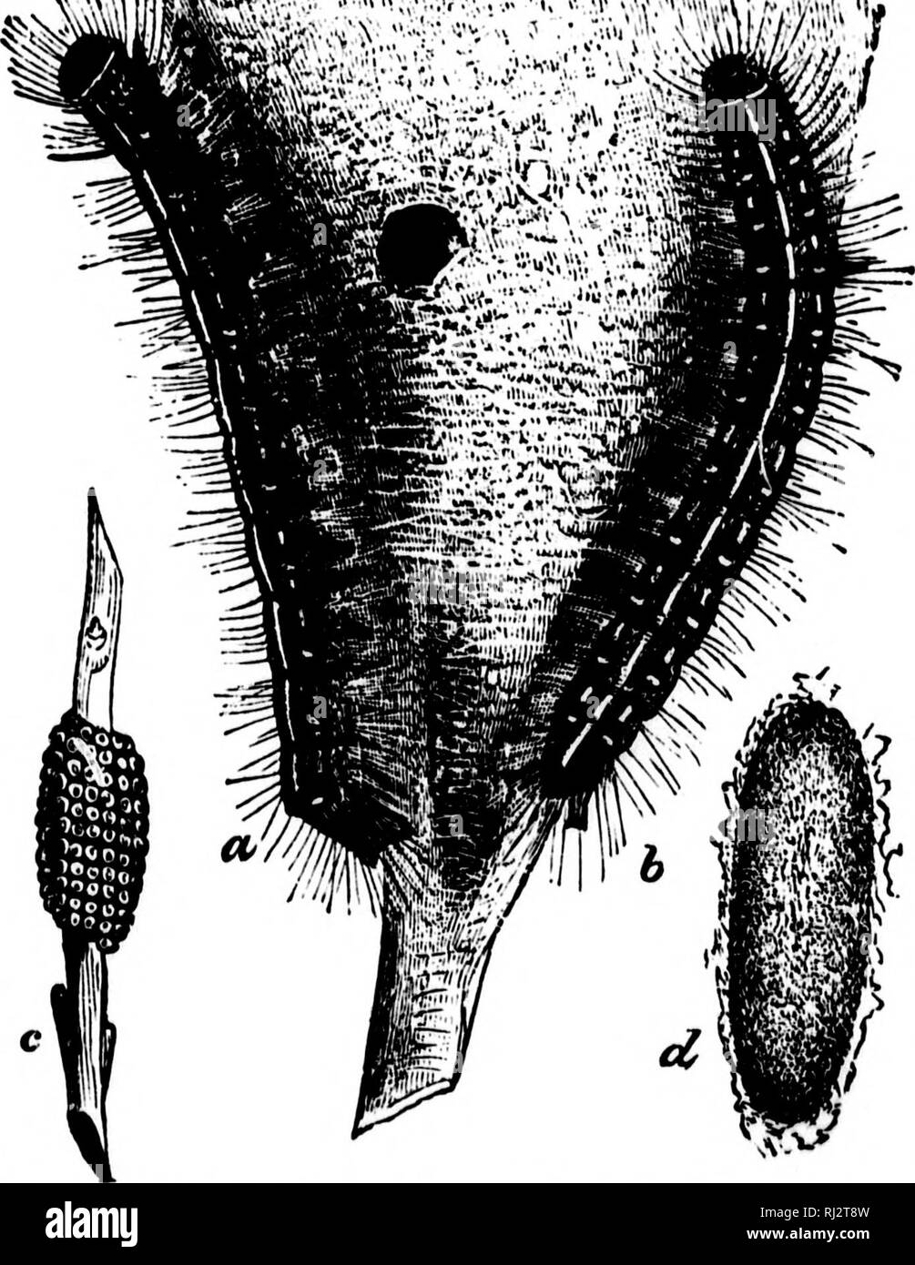 . Die praktische Landwirtschaft [microform]. Landwirtschaft Die Landwirtschaft. ^^"â Â"! •'. Abb. 58. âThetent Caterpillar, a und d sind Raupen im Web, c ist eine Masse von Eiern, Ti ist der Kokon, in dem sich die Puppe oder Puppe. Die weiblichen Falter ist oben. Die Eier der Motten und Schmetterlinge. Zelt Raupen leben in Nestern und die Bäume ihre Blätter streifen. Die Nester in den Bäumen oder Büschen gesehen sollte sorgfältig entfernt und verbrannt, wenn beobachtet. Diese Raupen aus ihren Nestern. Bitte beachten Sie, dass diese Bilder aus gescannten Seite Bilder, die digital für Rea erhöht worden sein können extrahiert werden Stockfoto