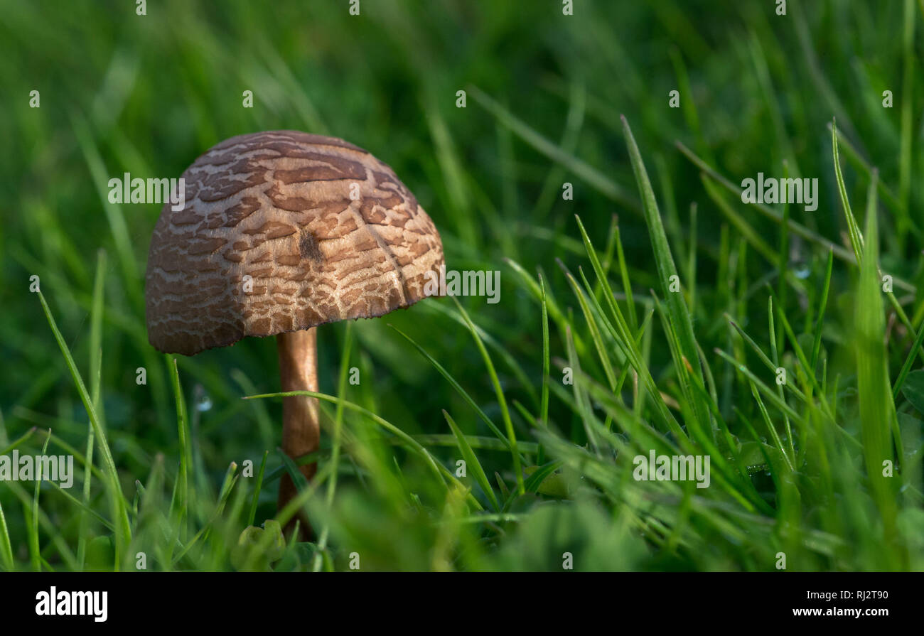 Pilz in der Wiese Stockfoto