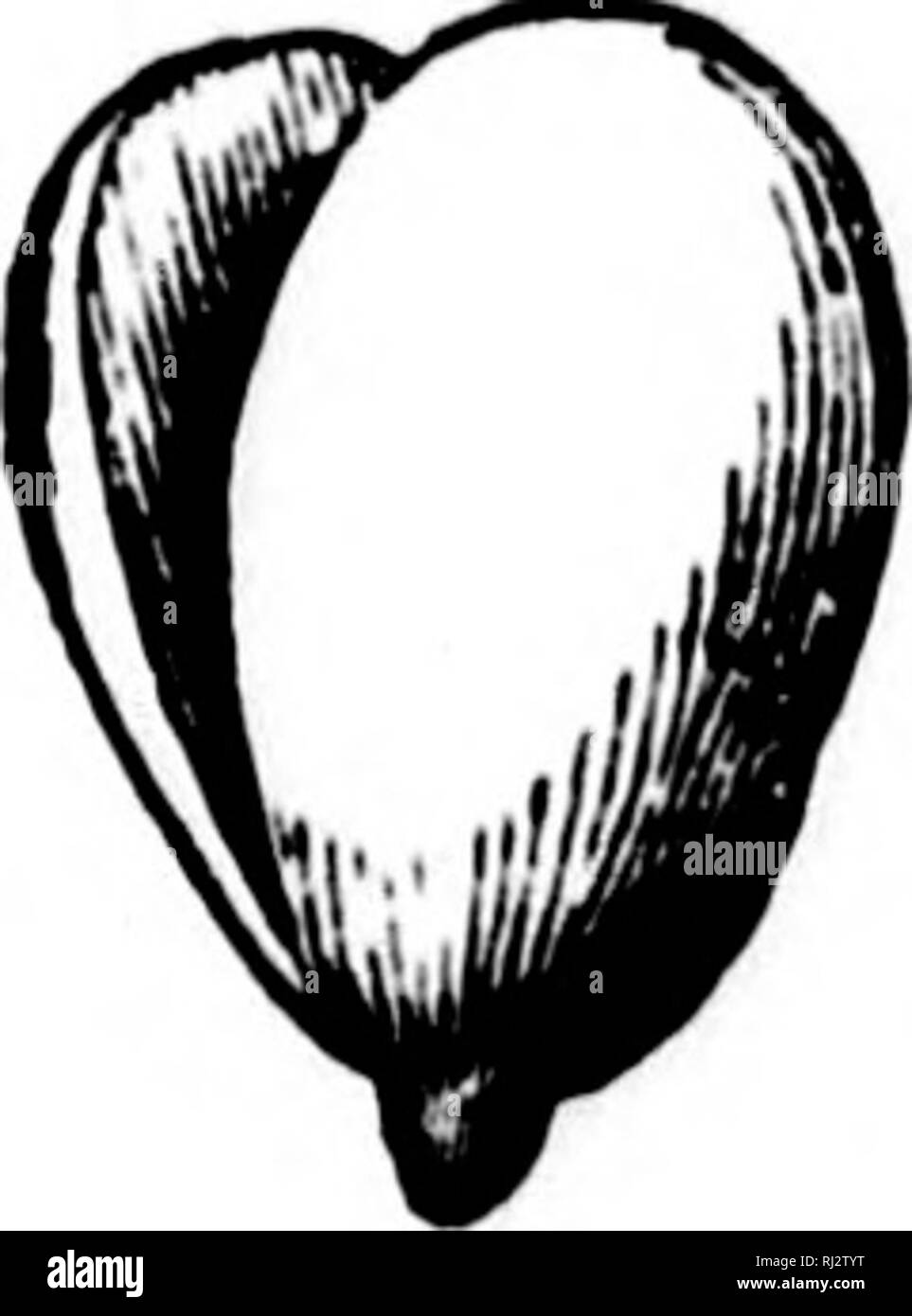 . Die praktische Landwirtschaft [microform]. Landwirtschaft Die Landwirtschaft. Fis. 2. âAn Acorn Schnitt Abb. 3. âA Horse-Chestnut Abb. 4 - Ein Bild. 5.- Ein in zwei. Schnitt in zwei mit Saatgut Apple â Fumpkin - Blätter und Spitze. Saatgut. Saatgut. Wir die Samen der Acorn prüfen können, die Rosskastanie, die Apple, die Erbse, Bohne, und der Kürbis, und wir finden sie alle gemacht oder zusammen in der gleichen Form zu bringen. Wenn wir andere Samen offen, aber vielleicht finden wir einige, die nur einen Samen haben - Blatt, und einige, die mehr als zwei haben. W^hat sie in der Ahorn Samen finden? Das Keimen der Samen. âWhen ein Same beginnt zu wachsen, ist es Stockfoto