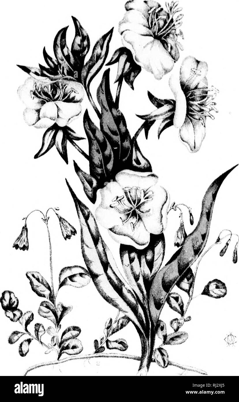 . Studien des pflanzlichen Lebens in Kanada, oder, Gleanings von Wald, See und plain [microform]. Pflanzen; Botanik; Plantes; Botanique. Ein". Bitte beachten Sie, dass diese Bilder sind von der gescannten Seite Bilder, die digital für die Lesbarkeit verbessert haben mögen - Färbung und Aussehen dieser Abbildungen können nicht perfekt dem Original ähneln. extrahiert. Traill, Catherine Parr Strickland, 1802-1899. Ottawa: A. S. Woodburn Stockfoto