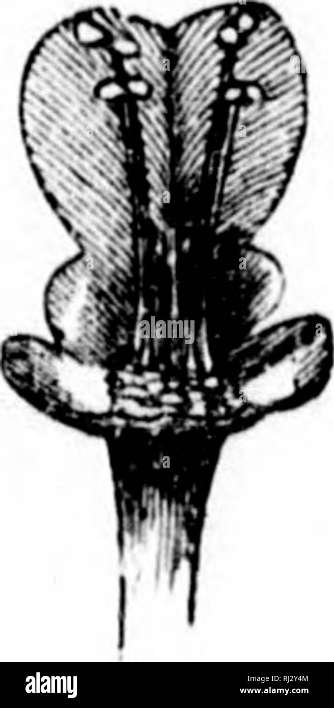 . Die Elemente der strukturelle Botanik [microform]: mit besonderem Bezug auf die Untersuchung der Kanadischen Pflanzen, an dem eine Auswahl von Prüfungsaufgaben hinzugefügt. Anlage Anatomie; Botanik; Plantes; Botanique. Ein LABIATE BLUME. 47. Die Unterlippe verbreitet sich nach aussen, und besteht aus einem großen, zentralen lobe und zwei kleinen, seitlichen. Insgesamt gibt es also jive Lappen, die Bestandteil des gamopetal-ous Corolla. Ziehen Sie den Corolla, und mit dem Punkt ihrer Nadel split seinen Schlauch vor. Auf Festlegung es öffnen, die staubgefäße werden gefunden, die auf ihrer Grundlage (epipet - alous) eingefügt werden. Sie sind vier an der Zahl, zwei Stockfoto