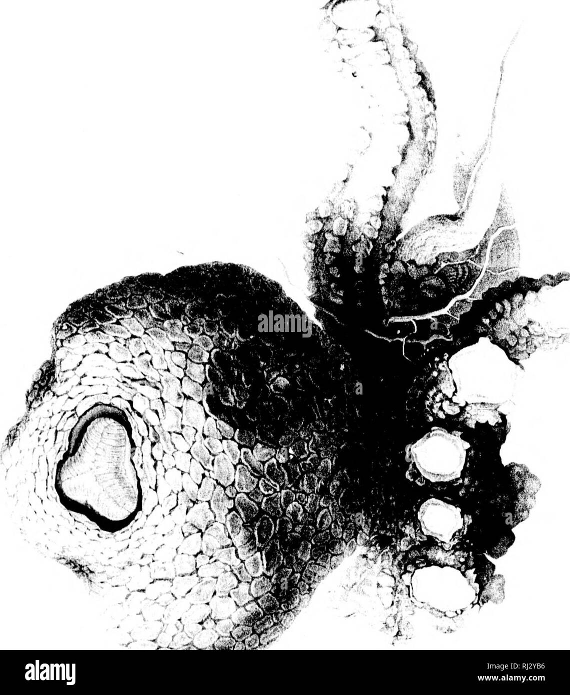 . Verschiedenes die botanischen Werke von Robert Braun [microform]: Vol.III, Atlas der Platten. Botanik; Botanik; Botanique; Botanique. '^ xx â ^ " ^^W^^. Ich&gt; ifcjV&gt; * II^;^ â'^v"', '^". Bitte beachten Sie, dass diese Bilder sind von der gescannten Seite Bilder, die digital für die Lesbarkeit verbessert haben mögen - Färbung und Aussehen dieser Abbildungen können nicht perfekt dem Original ähneln. extrahiert. Braun, Robert, 1773-1858; Bennett, John J. (John Joseph), 1801-1876; Ray Society (London, England). London: Veröffentlichte für das Ray Gesellschaft von R. Hardwicke Stockfoto