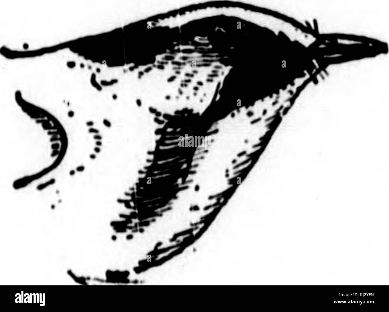 . Nester und Eier der nordamerikanische Vögel [microform]. Ornithologie; Vögel; Ornithologie; Oiseaux. w440 NESTER UND EQQS der manchmal in Zahlen, Dahinfährt auf der Suche nach Insekten essen, und äußern ihre Pe-culiar Silben, die wie zvc, zvr, zee, ZV-CV-sound-ai). Ist es nicht seltsam, dass die Neat dieser Arten hat so selten entdeckt worden, auch wenn der Vogel ist sehr reichlich während der Brutzeit. Das Nest wird in den höheren waagerechten Ästen von Bäumen gebaut, immer in einem gewissen Abstand von der trunlc, und reichen von 20 bis flfty Fuß über dem Boden. Die Blauen oder Cerulean Warb Stockfoto