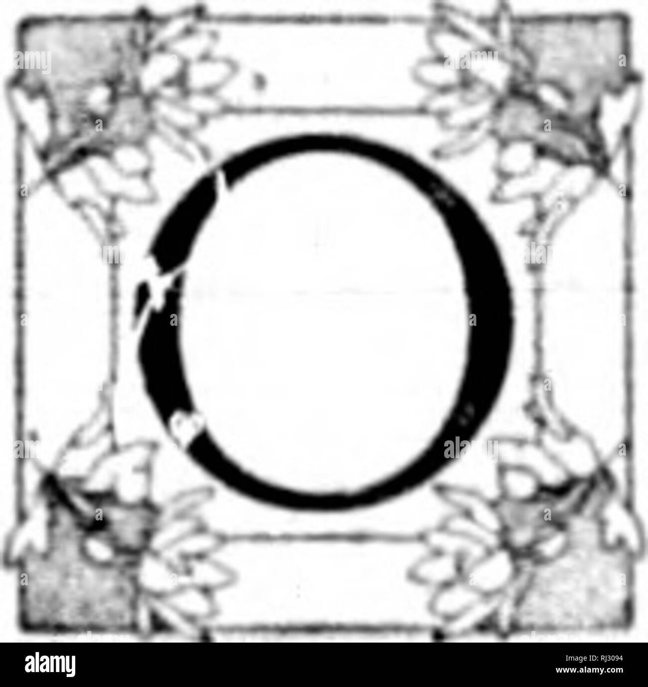 . Wilde Blumen von Kanada [microform]. Wilde Blumen; Blüten; Botanik; Fleurs sauvages; Fleurs; Botanique. Schlange - MUND POGONIA. Platte 214. POGONIA 0 PH10 GL0S 30 IDES. (ORCHIS Familie). Es ist kiiU f'liltil Quitf imoiitfi; timti Jihri&gt; Mti;. Onf mfar tltr middlt der Thf-Stamm, oiutr, M/Andere in der Nähe von tlie Gipfel, fiourrs braitttte; große, ttottttimg; Kelchblätter Ami, tamefo fietali atike/Ale; tifi heastted. NIC des handsomest unserer vielen schönen Orchideen ist I'O&lt; j; onia OiihioRlossoide - Ich. Ein Werk von mir. Ich &Lt;Tiefen und Moore, ist es oft mit seinem hübschen relative gefunden. Arethusa. Aber llowers eine oder zwei Wochen später. Stockfoto