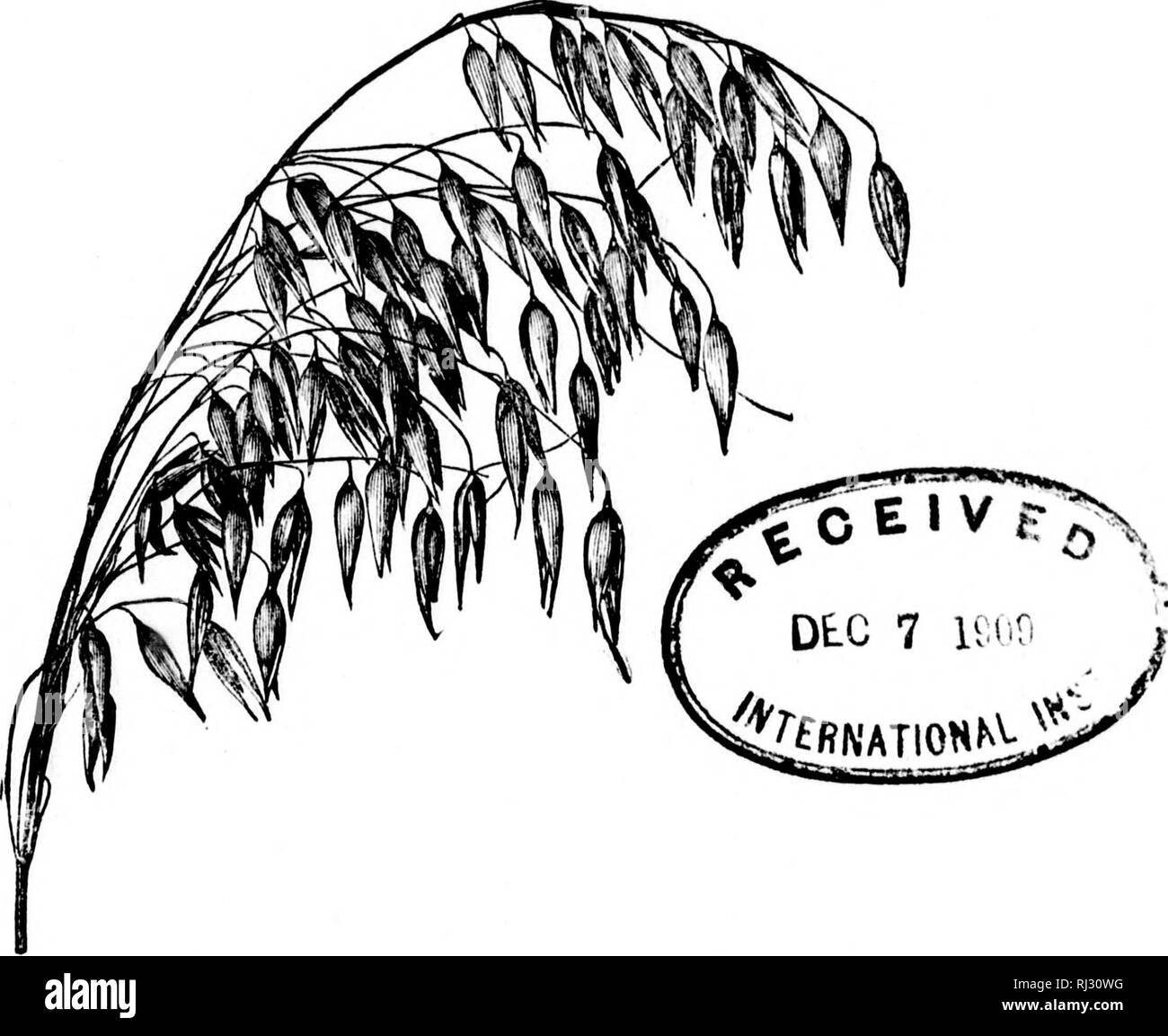 . Ergebnisse 1896 von trial Plots von Getreide, Mais und Futterpflanzen Wurzeln [microform]. Feldfrüchte; Experimente; Landwirtschaft; Getreide; Kulturen en plein Champ; Essais en plein Champ; Landwirtschaft; CÀ©rÃ©Ales. G3^ ABTEILUNG DER LANDWIRTSCHAFT ZENTRALE VERSUCHSBETRIEB Ottawa, Kanada. Ergebnisse von 1896 TRIAL PLOTS VON GETREIDE, MAIS UND FUTTERPFLANZEN WURZELN BXJLLKTIN: N'o. 26. januar, 1897 PUBLISHKO UY DYKECTION DER HOV. SYDNEY A. Fischer, MiNISTKR 01!" AGRICULTDRB. m X - f1."'^1 l'1 - LL1?! '? 1 j • ich es!" â â (':ii rt". Bitte beachten Sie, dass diese Bilder aus extrahiert werden Stockfoto