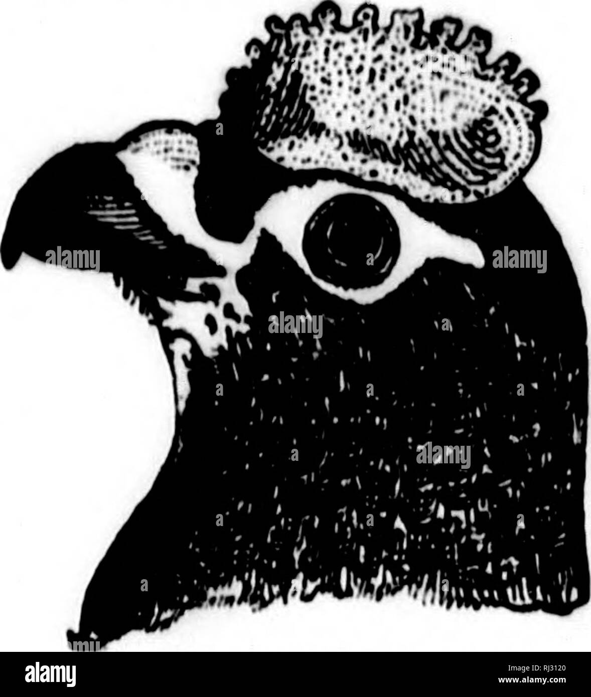 . Nester und Eier der nordamerikanische Vögel [microform]. Ornithologie; Vögel; Ornithologie; Oiseaux. ynirrn Mrnrr v nrifnsi. TN301. WILLOW PTARMIGAN. Liii/'&gt; iiiis Lii, ich "ini&gt;&lt;{Ann.) CJoug. I) Ich.si. - Nord - ern porllons des Nördlichen Hemispberp Aniorira Süden; im Norden im Winter nach Sitka, nördlichen Jetzt York, etc. Dies ist in suninipr TMarniiKan distrlbutod thrniiKhotit Arrtir Amprini. Er brütet in den Tälern von ahunchintiy tlie Hoc Uy MouniJiins auf tiio Harron Gelände und entlang der Arktischen tlio cojiKts. Der Winter Schlacken des l) Lr&lt; l ist Schnee. whito foatiiers witli der zentralen Schwanz schwarz, t Stockfoto