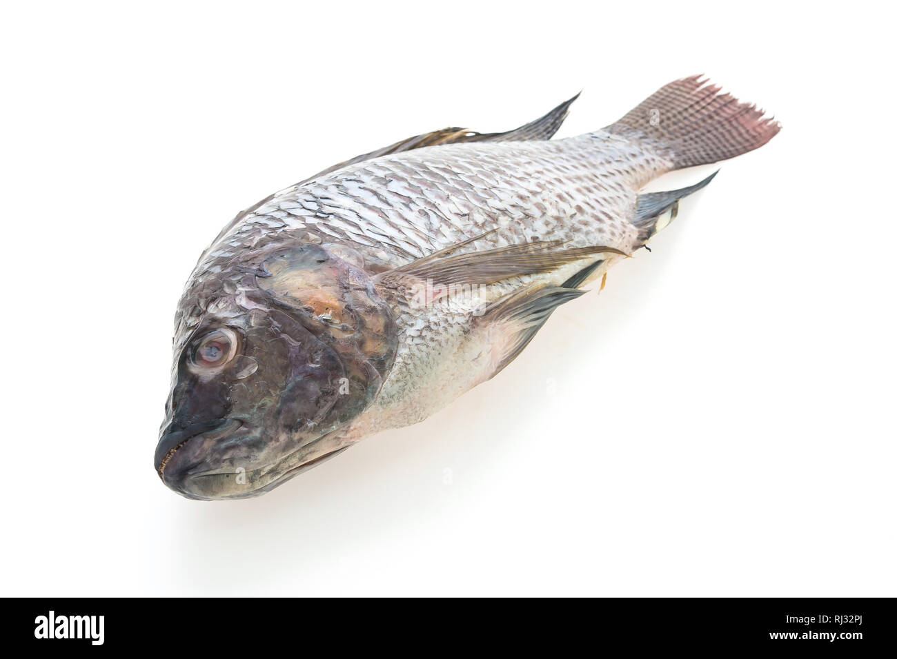 Rohe frische Fisch auf weißem Hintergrund Stockfoto