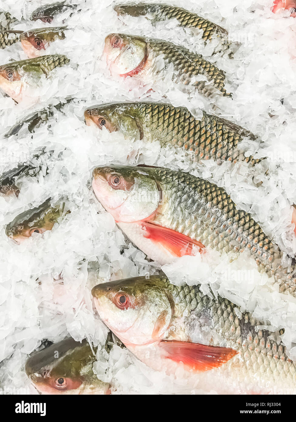 Rohu Fisch frisch im Eis auf Markt zu verkaufen. Stockfoto