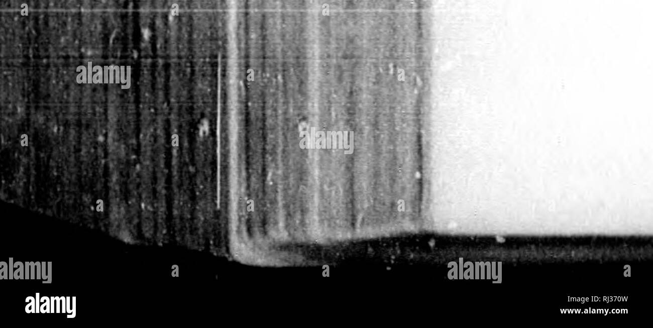 . Amerikanische Ornithologie, oder, die Naturgeschichte der Vögel von den Vereinigten Staaten [microform]. Vögel; Oiseaux. ist impcrincablo zu Wasser, so viel, wie die der meisten dezidiert Aquatische web-footed Vögel, für, wenn dinpcMl in es, dass flüssig läuft und fällt von der Oberfläche. Ihr Kopf ist flach, mit der Stirn niedrig und eng, der Hals ist Stout, der Körper abbrechen und kompakt; die Nasenlöcher basal, konkav, längs, mit einer Membran abgedeckt; Zunge Auto - tilaginous und Bifidum an der Spitze. Ihre Flügel sind kurz und abgerundet, Pelz-nitiiied mit einer sehr kurzen falsche Feder^ und in der dritten und vie Stockfoto