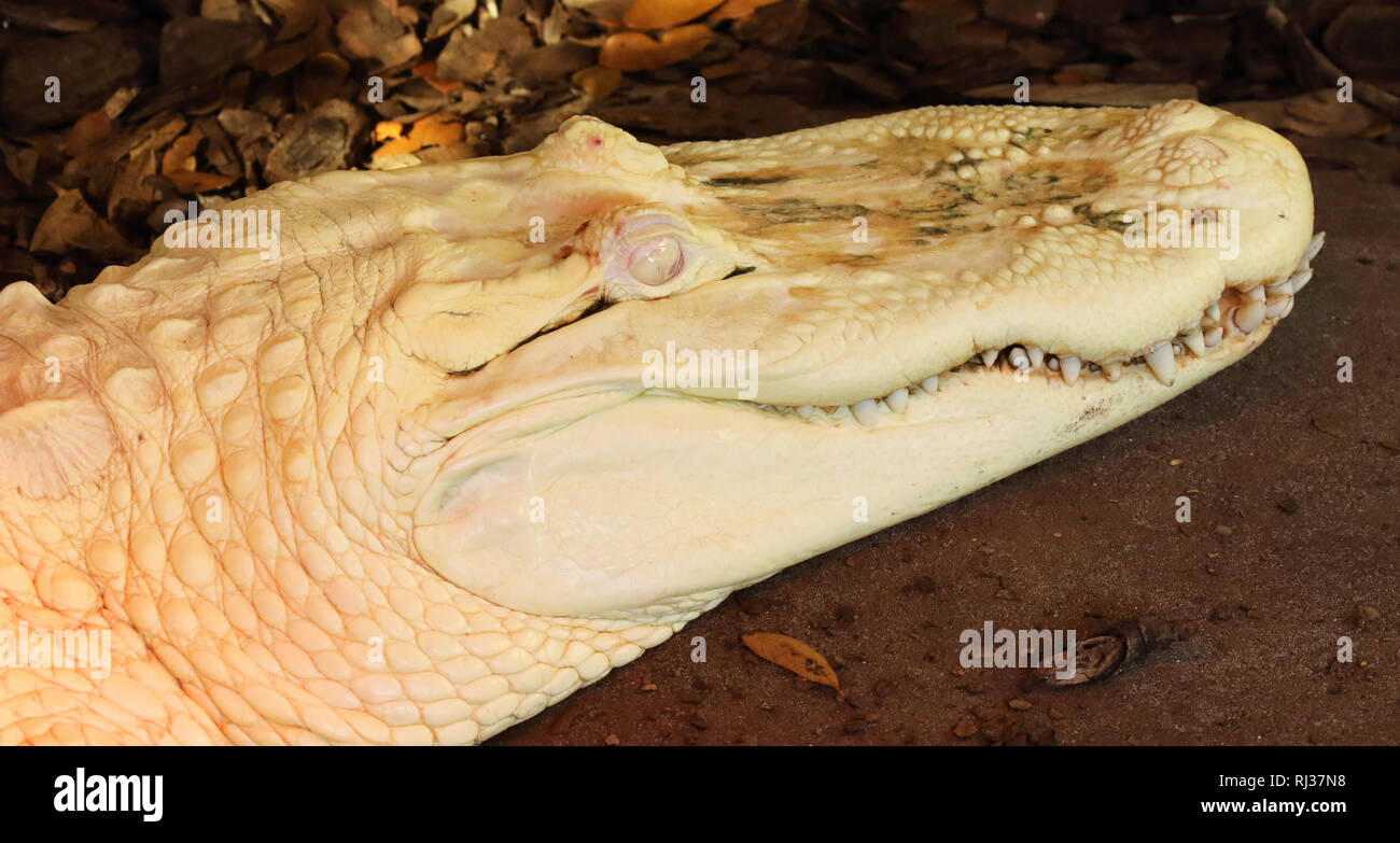 Ein Porträt von einem Albino Krokodil. Stockfoto