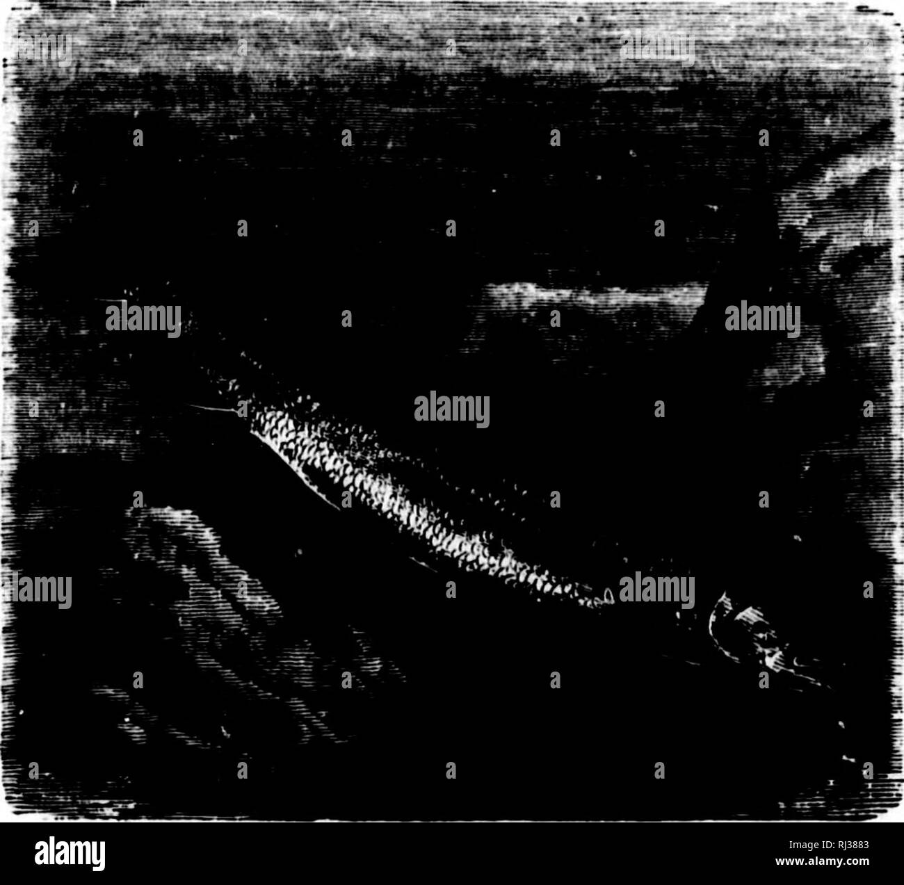 . Das Meer [microform]: seinem mitreißenden Geschichte von Abenteuer, Gefahr&amp; Heldentum. Abenteuer und Abenteurer; Reisen und Reisen; Meer; Aventures et aventuriers; Reisen; Océan. 168 DAS MEER. Die intrudei' als ein Terrier ist eine Ratte." Ihre überreiche Speichern von Fett ermöglicht es Ihnen, auf sich selbst zu leben, wie es war, als die Asiatischen und Afrikanischen doomba Schafe tun, wenn Lawinen und schweren Schnee - fällt halt ihre Lieferungen von Kräuter.* Sie viel dünner während ihres Aufenthalts in frischem Wasser geworden, ihre Farbe wird dunkler, und ihren Geschmack viel Abschrei- verbundenen. Izaak Walton's Aussage, dass "die weitere Stockfoto