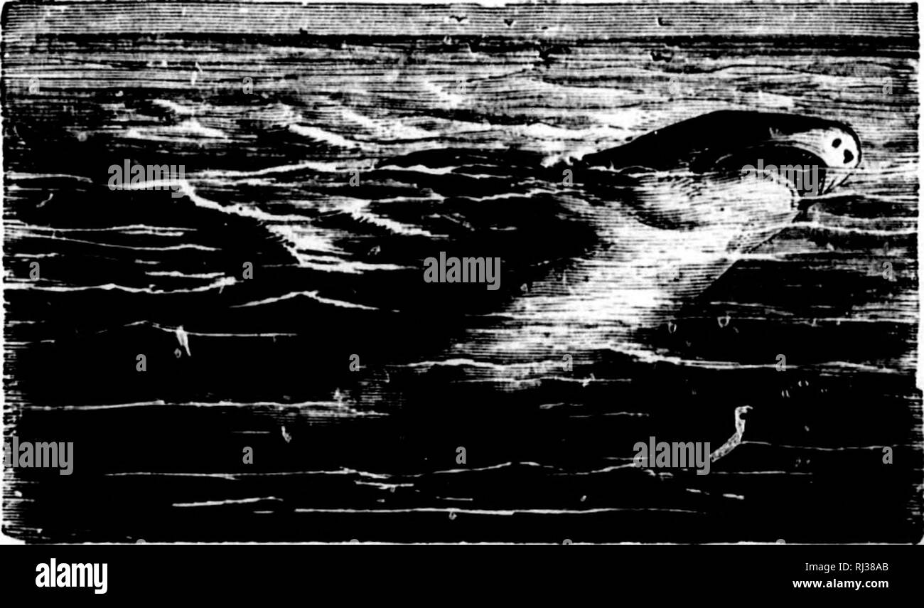 . Das Meer [microform]: seinem mitreißenden Geschichte von Abenteuer, Gefahr&amp; Heldentum. Abenteuer und Abenteurer; Reisen und Reisen; Meer; Aventures et aventuriers; Reisen; OcÃ© ein. "IIARK ANGELN. 161 (M der zu Niederschlag, aiul Ruck entfernt Torpedo die Haken, bevor Sie &Lt;j; ot weit enou'^Li in Shark's Bauch. Das Geheimnis Oi! Die sp (jrt ist das Monster nehmen die ganze Köder zu lassen, und dann die Zeile ein heftiges Ziehen, durch die der Stacheldraht Punkt gräbt sich in den Mantel des Magens zu geben. Wenn der Haken ist ersten festen Es spinnt sich wie die log-Zeile eines • Schiff gehen zwölf Knoten. &Qu Stockfoto