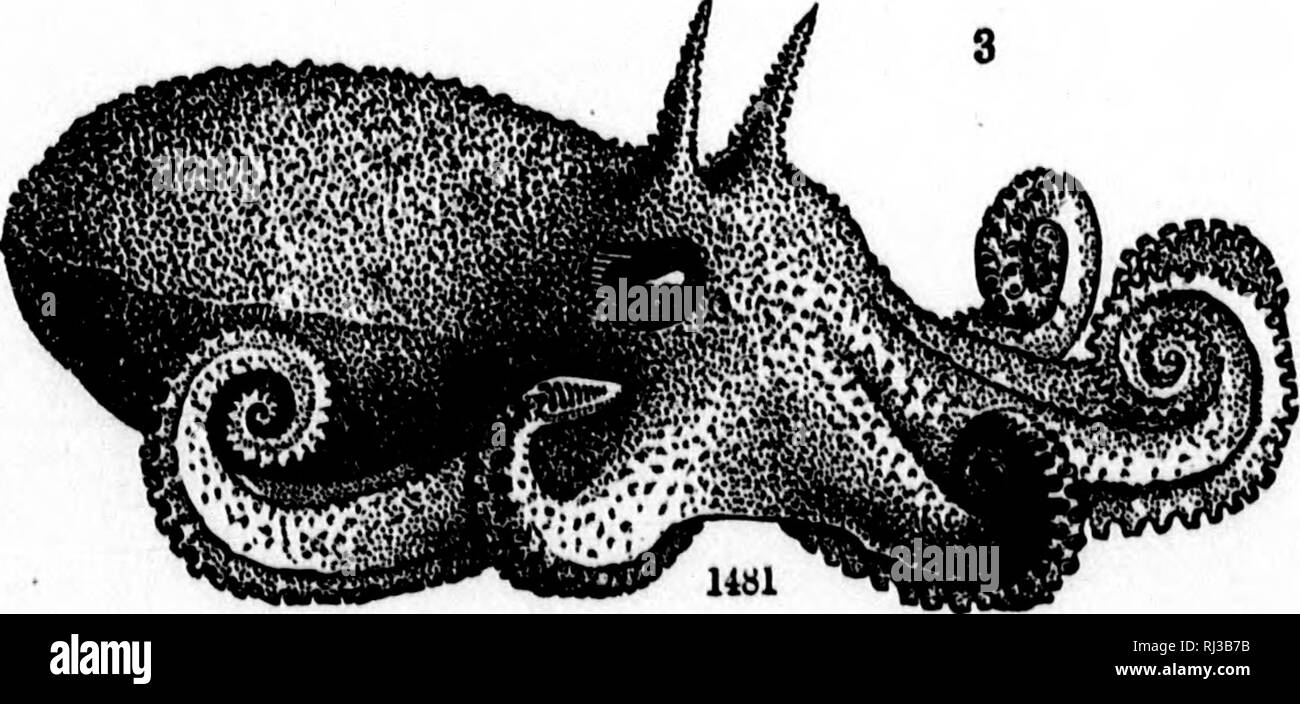 . Auf der Kopffüßer der nordöstlichen Küste von Amerika [microform] Bericht. Cephalopoda, Tintenfische, Kraken; Céphalopodes; Calmars; Poulpe. 148 -^. Bitte beachten Sie, dass diese Bilder sind von der gescannten Seite Bilder, die digital für die Lesbarkeit verbessert haben mögen - Färbung und Aussehen dieser Abbildungen können nicht perfekt dem Original ähneln. extrahiert. Verrill, A.E. (Addison Emery), 1839-1926. Washington: G. S. O. Stockfoto