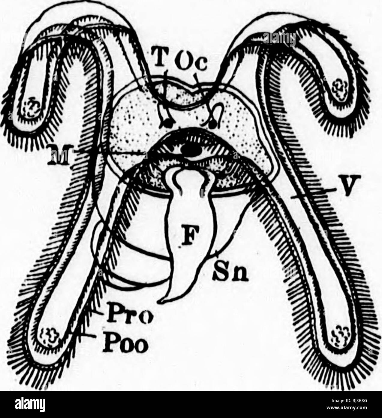 Invertebrate embryo Ausgeschnittene Stockfotos und bilder Alamy