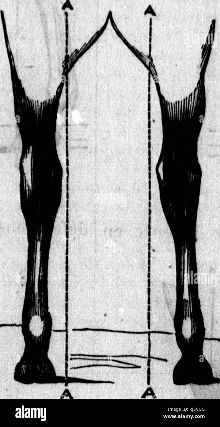 . Anatomie et pysiologie du Cheval [microforme]. Chevaux; Chevaux; Pferde; Pferde. iiyiiimHiiii | BI-iMIW | Il1^"^^^^^^^^^^^^^H^92, i"", Dea pieds en Dehors,^//. 20 et 21 ICH Serré du (lnvant ^j 7., 22., ou le derrière.. ng. 27.. Bitte beachten Sie, dass diese Bilder sind von der gescannten Seite Bilder, die digital für die Lesbarkeit verbessert haben mögen - Färbung und Aussehen dieser Abbildungen können nicht perfekt dem Original ähneln. extrahiert. Villeroy, Félix; Villeroy, Félix. Manuel de l'éleveur de chevaux. Montréal: "Semaine agricole" Stockfoto