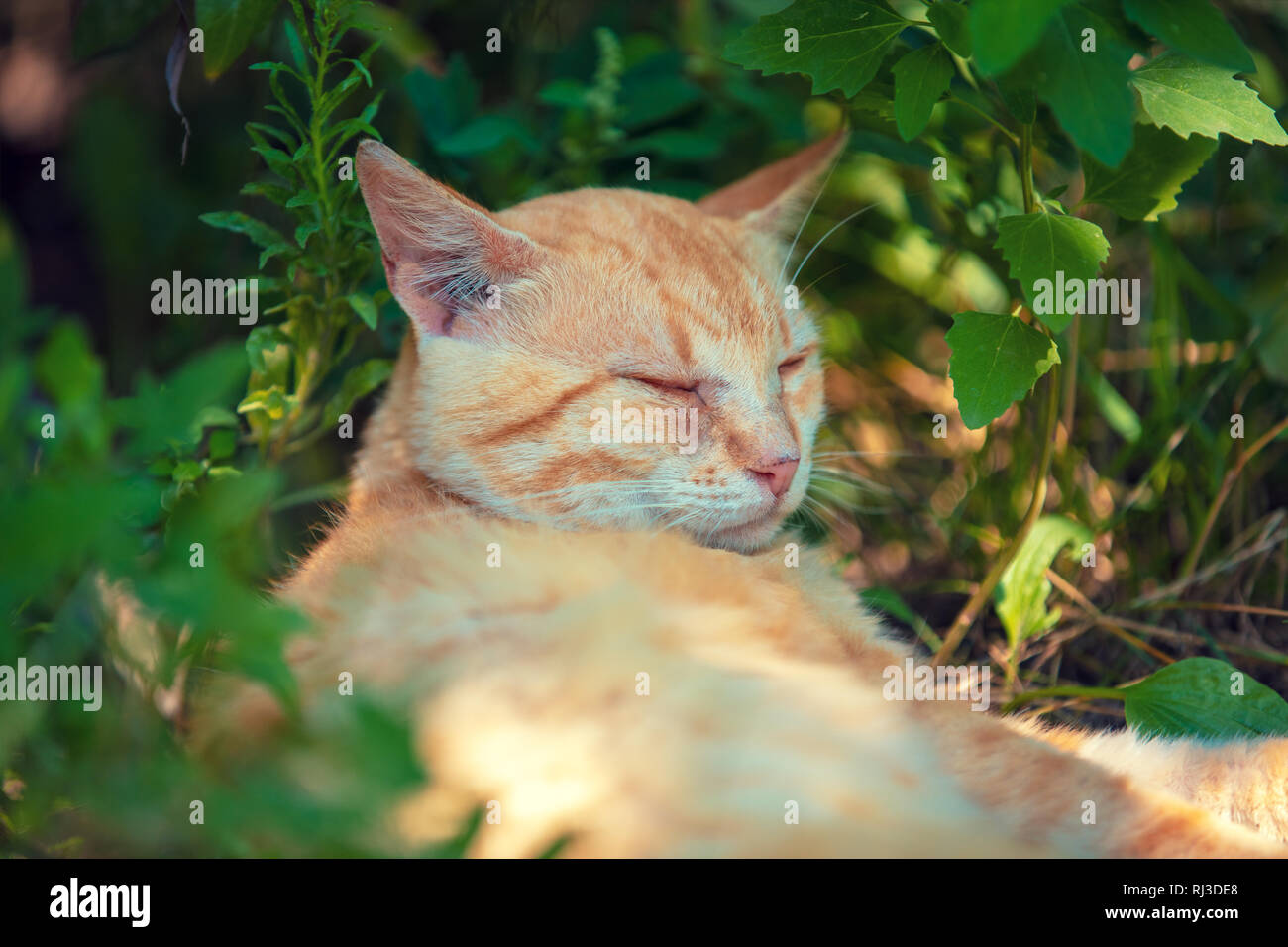 Rote Katze Schlaft Im Garten Stockfoto Bild 234875040 Alamy