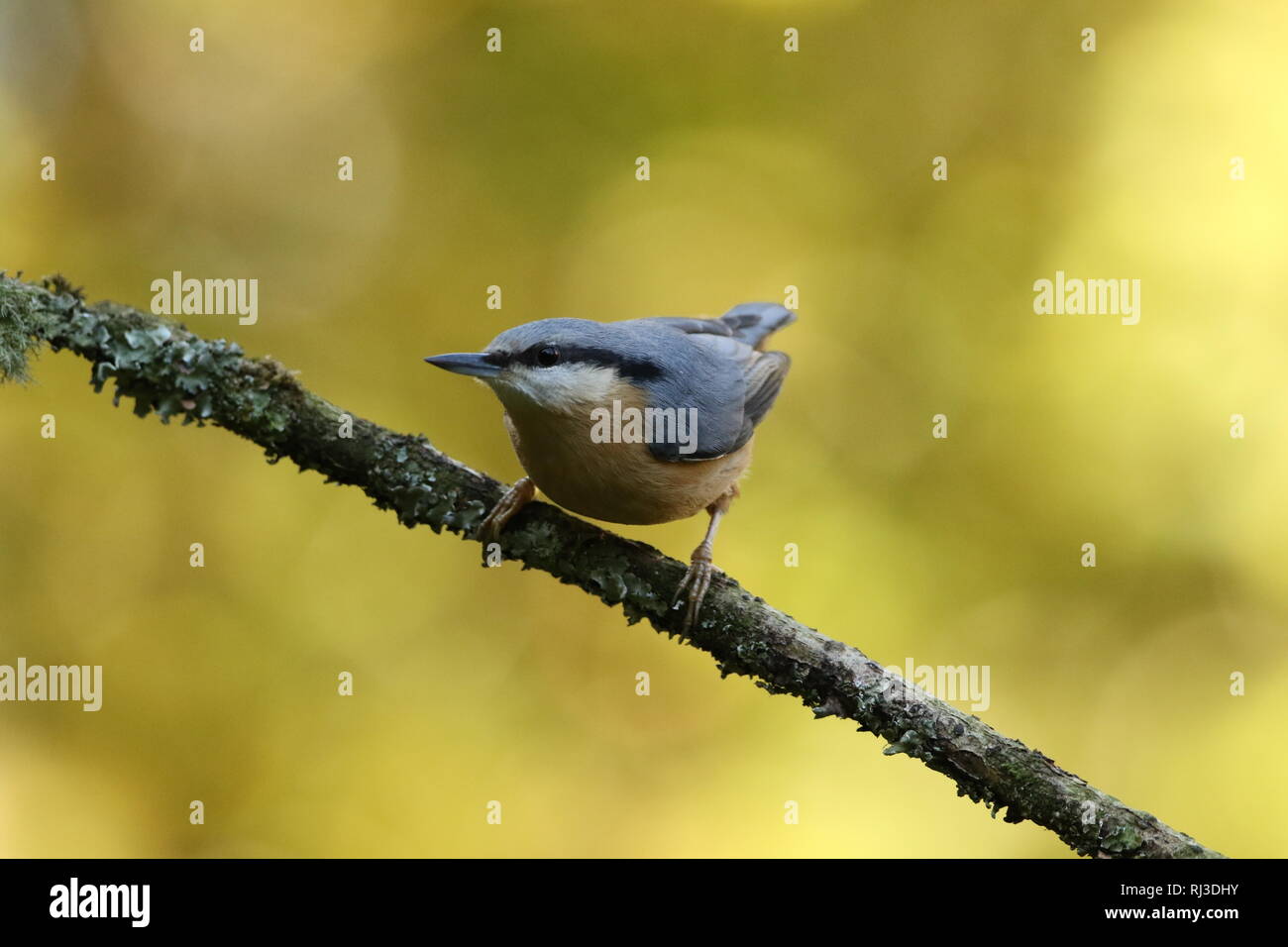 Eurasischen Kleiber (Sitta europaea) auf moosigen Niederlassung in goldener Herbst Wald thront. Stockfoto