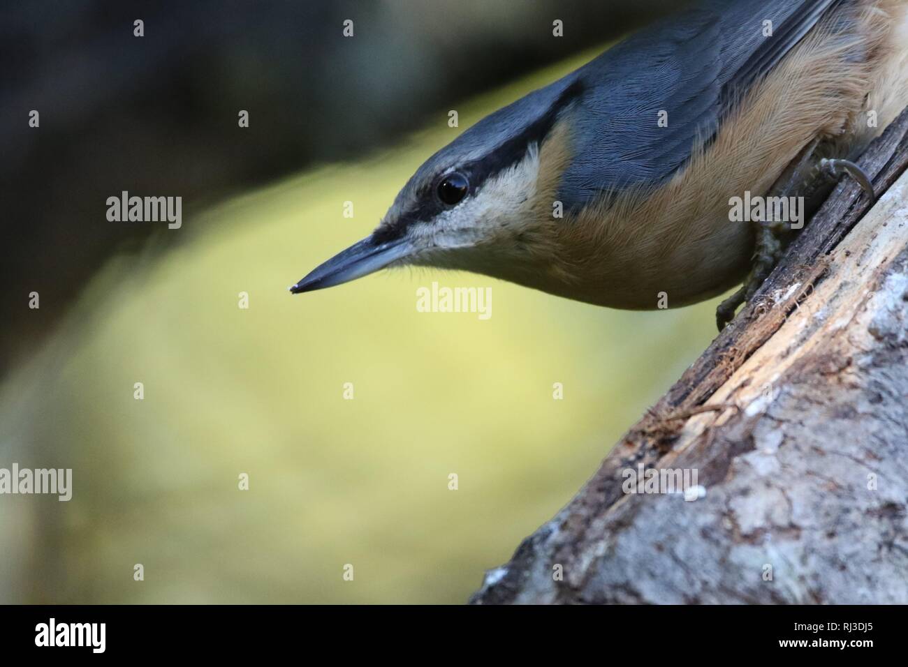 Europäische Kleiber (Sitta europaea) im Herbst Wald. Zeigt typische Pose wie Schuppen von einem Baum. Stockfoto