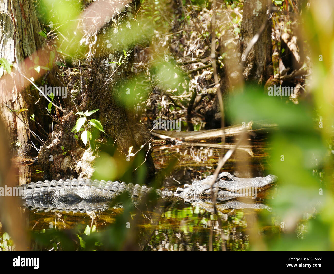 Aligator in Wasser mit Bush Stockfoto