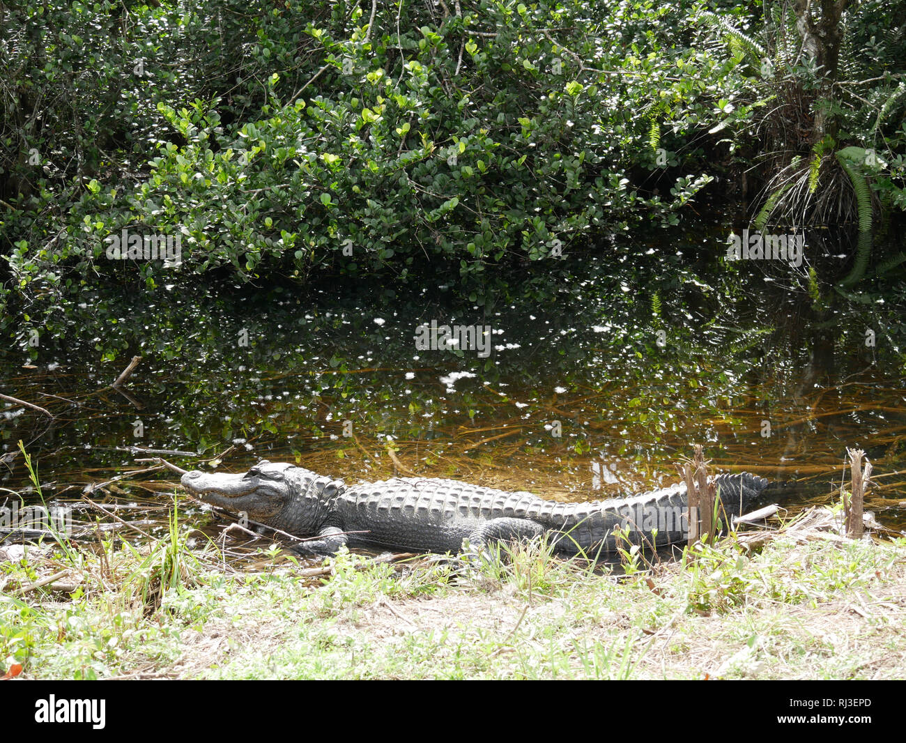 Aligator schlafen Wasser Stockfoto