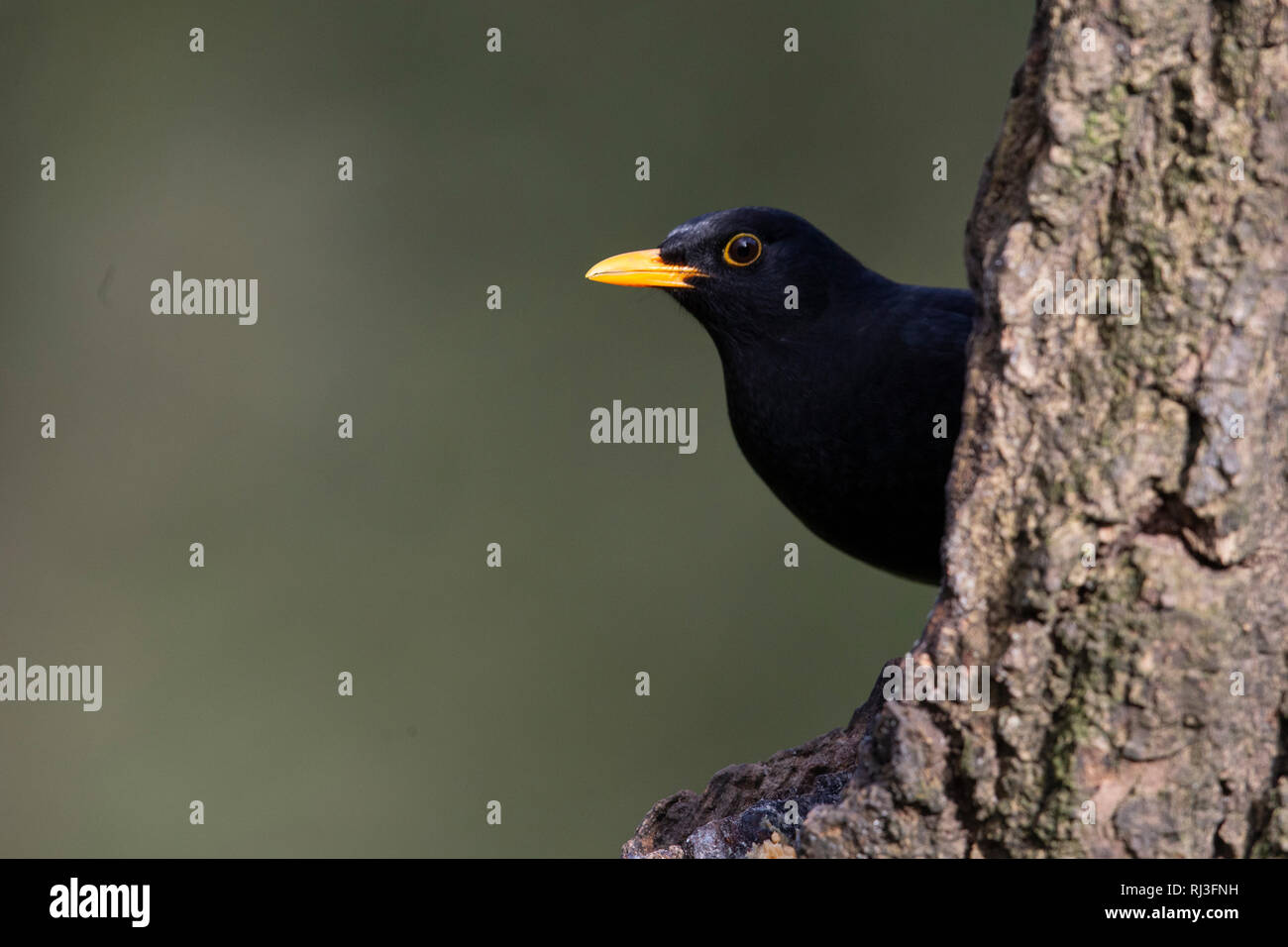 Amsel Turdus marula Stockfoto