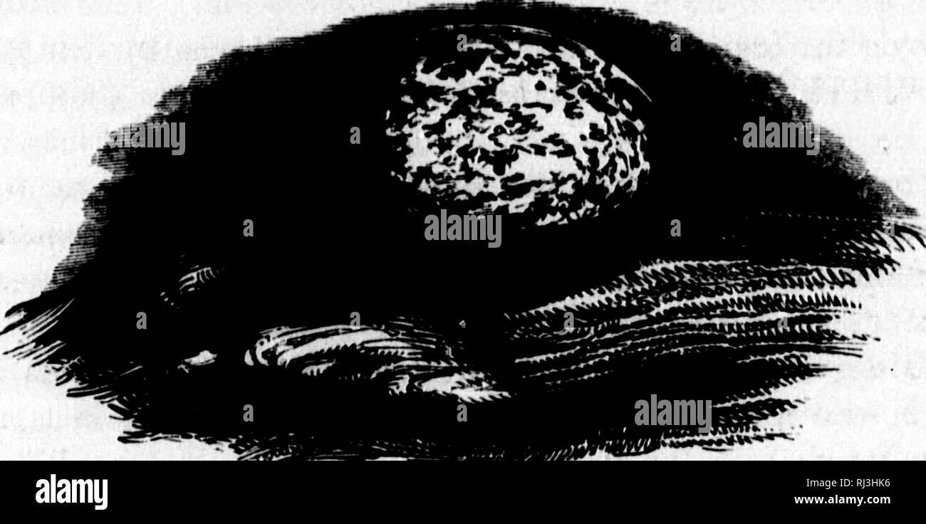 . Säugetierkunde und Ornithologie [microform]. Säugetiere, Vögel; MammifÃ¨res; Oiseaux. "TwriPFT 890 Ornithologie. die Shell. Wo es keine Bäume, die Punkte des Coral rocks liefern eine gemeinsame Ersatz für den Zweig eines Baumes, in günstiger Situationen ausgewählt." Die bemerkenswerte Tatsache der Hinterlegung der ei dieser Art auf den Zweigen der Bäume und in anderen Situationen ausgesetzt, wird von Herrn Gould bestätigt und in seine Vögel von Australien und von anderen Autoren. Im Journal der Dr. Pickering, finden wir häufig Anspielungen auf dieser Vogel, der offenbar eine der häufigsten Arten Stockfoto