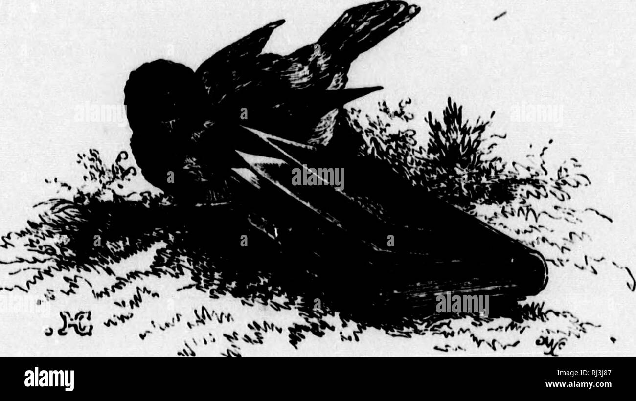. Der Jäger und der Trapper in Nordamerika, oder romantische Abenteuer in Feld und Wald. Jagd; Spiel und Spiel - Vögel; Chasse; Gibier. Schlussfolgerung. 393) Prs3-Bi mein n den Tman - von einem Es rest BCro auf O. Mit - boarcl Bes. Ich 3 num-sts und Übertragung von meinem Reichtum unter meinen Beziehungen und Freunde! Leider für den intensiven Wunsch ich erlebt hatte vor dem Europäischen Augen in meinem Sioux, Tapferkeit Abbildung! Ich war com-pelled alle Hoffnung dieses unschuldigen Befriedigung zu verzichten. Bon grif mcd Gre, - "willy nilly" (als alter englischer Schriftsteller sagen), - war ich gezwungen, mich philosophisch zu meinem Schicksal abzufinden, ein Stockfoto