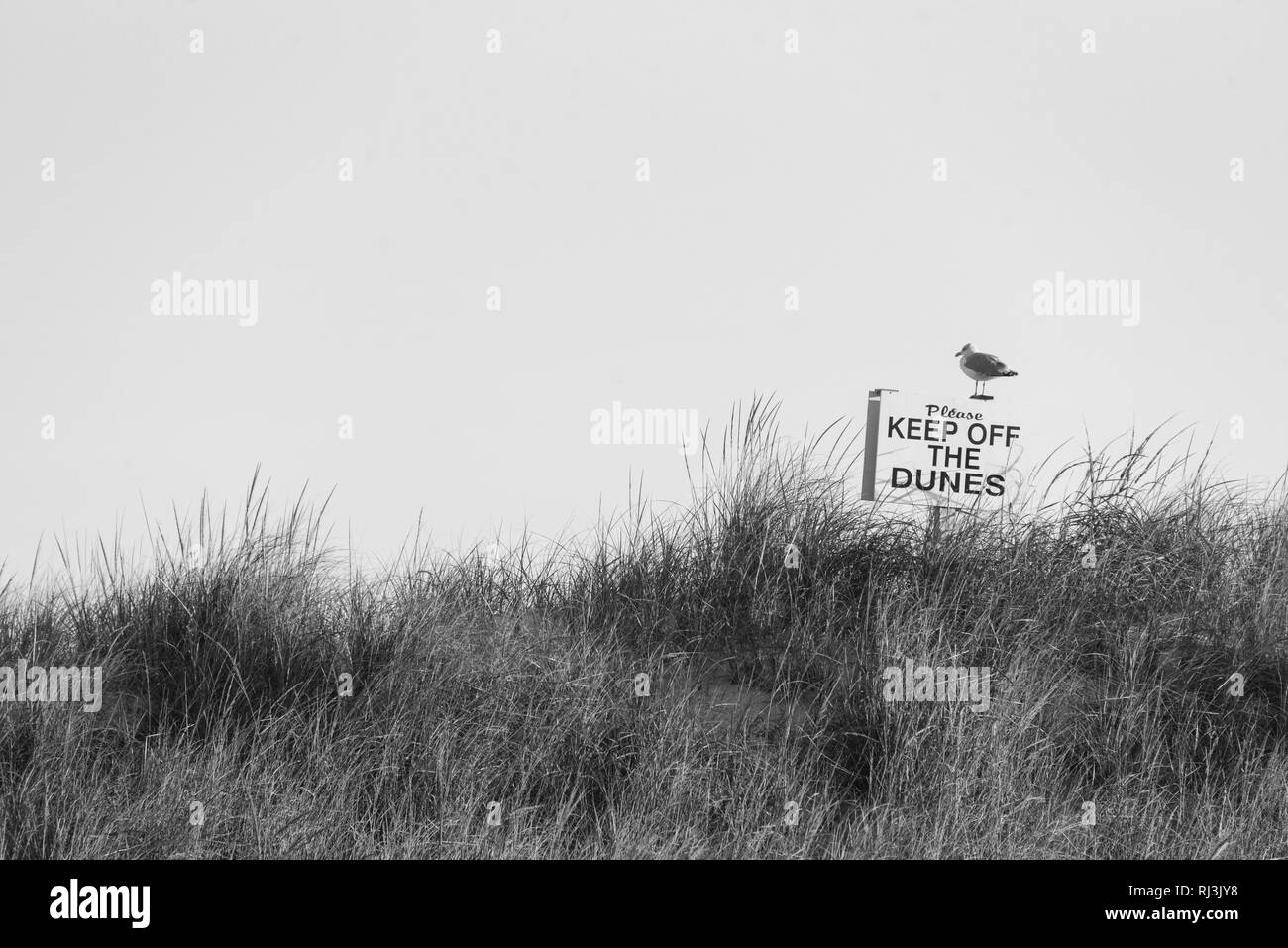 Möwe und Halten' aus den Dünen' Zeichen auf Fire Island National Seashore, New York Stockfoto