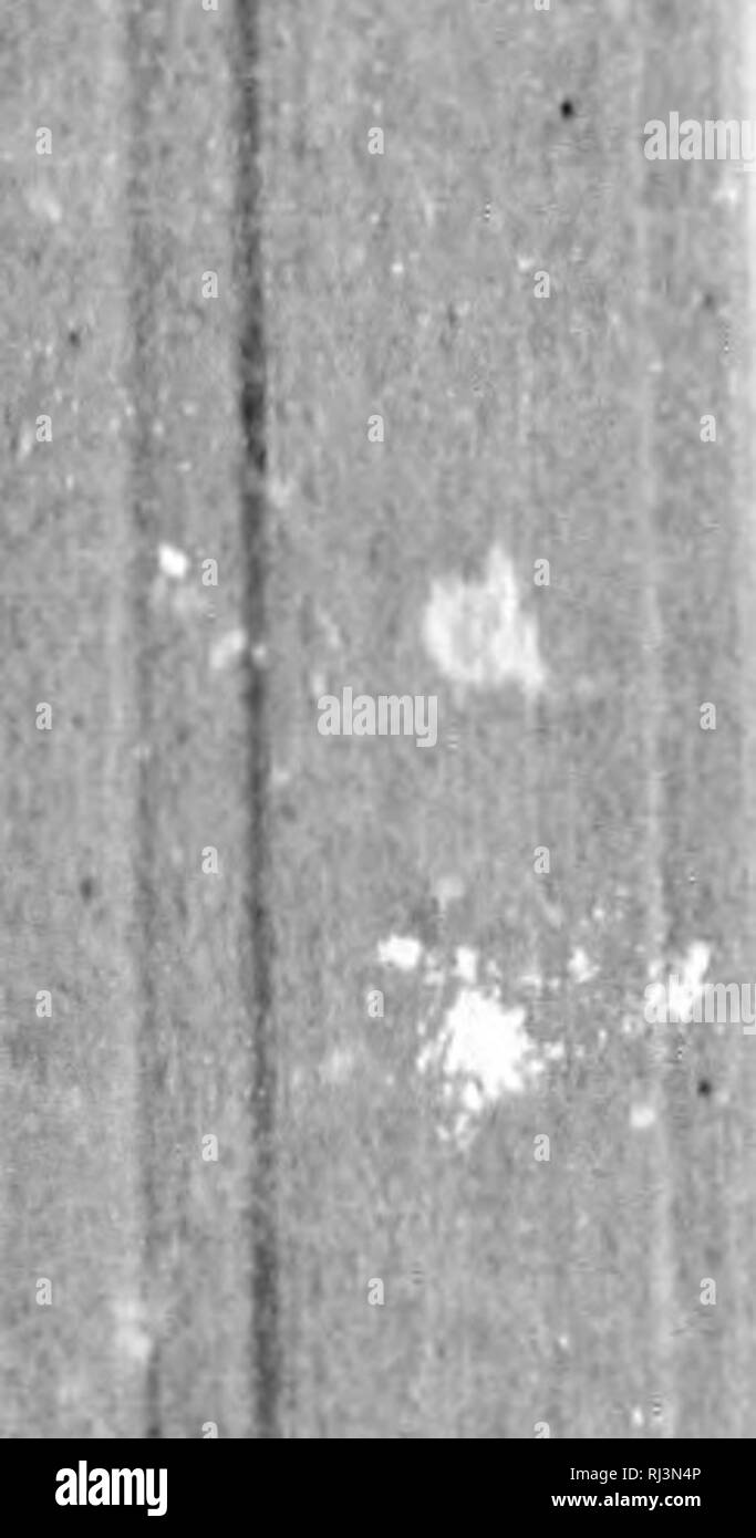 . Rapport sur les Iles de la Reine-Charlotte microforme, 1878]. Indiens; GÃ©ologie; CrustacÃ©s; MÃ©tÃ©orologie; Haida (Indiens); Indianer Nordamerikas; Geologie; Crustacea; Meteorologie; Haida Indianer. Ii.KB t> R I.A nEINE - riIAIU. OTTS. 131 n Tagos, Vers, Skidegato ceppnduut, auf Keine o prond en Grand nombre qne pondant quelques mois Au Printemps et nu Commen-Zement de r{'t6. Lorsque le poisson est le plus Abondant, les Haidahs en prenant de Grandes quantitÃ© en Le pochant i la ligne dans leurs Pirogen, qui sind ancrÃ©es avec des Pierres attachÃ© es ich es Cordes d'6 corco de bouleau d'une Stockfoto